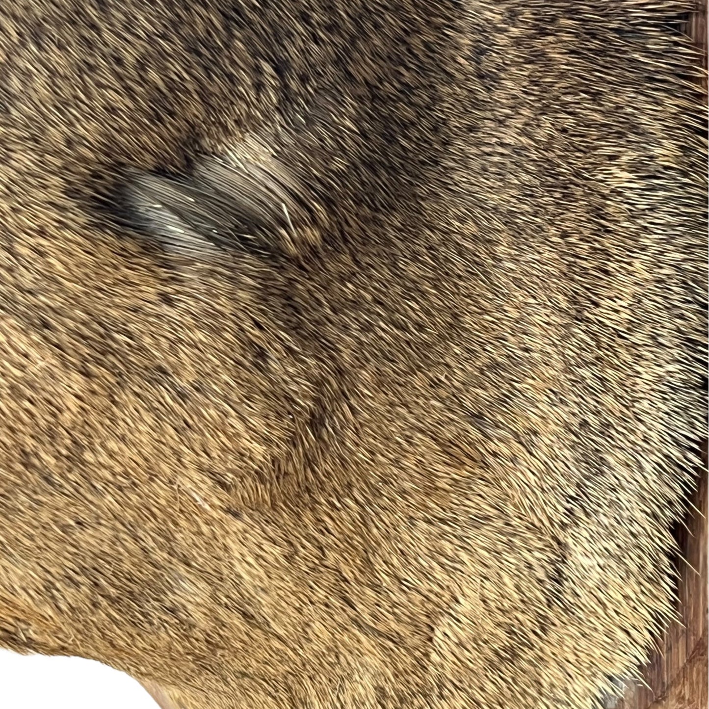 Close-up of a deer head