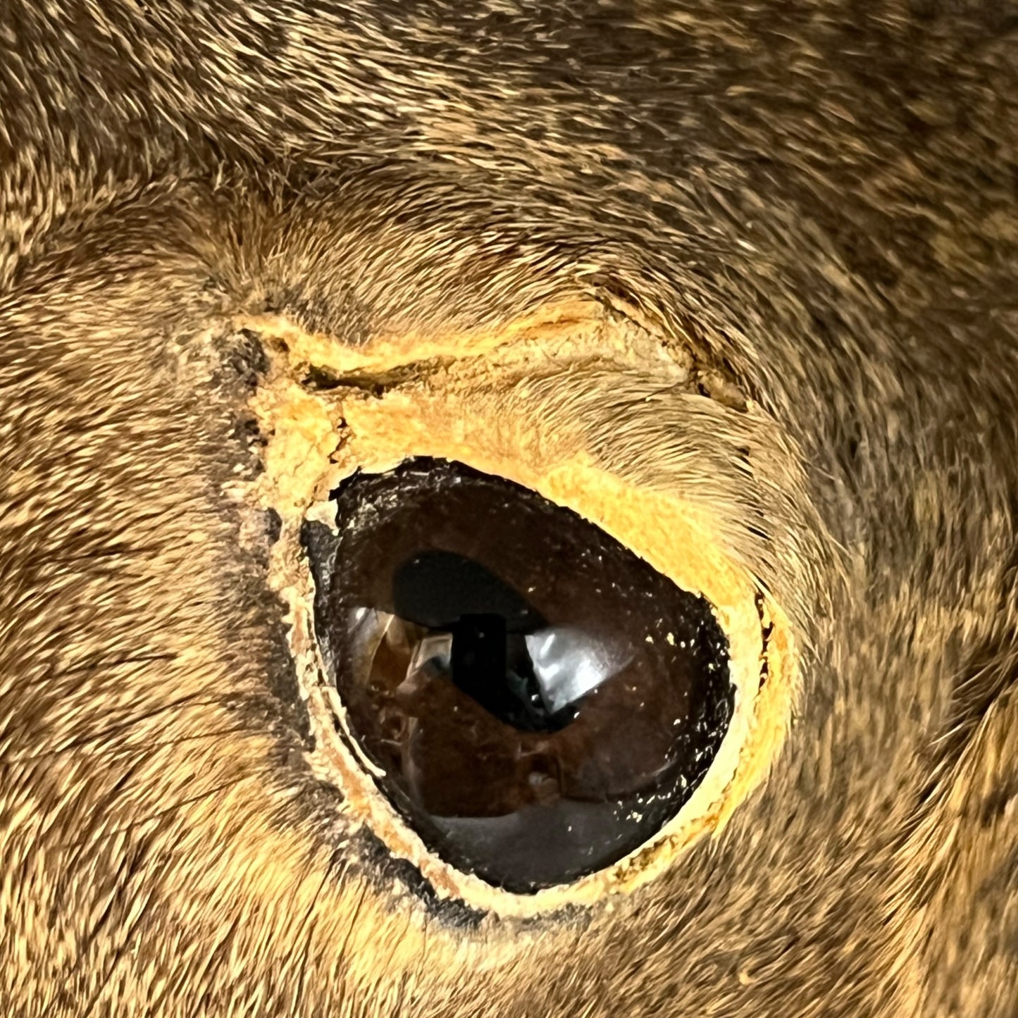 Close-up of a deer head