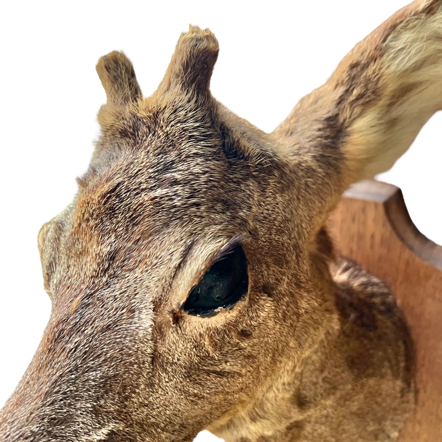 Close up of deer taxidermy head