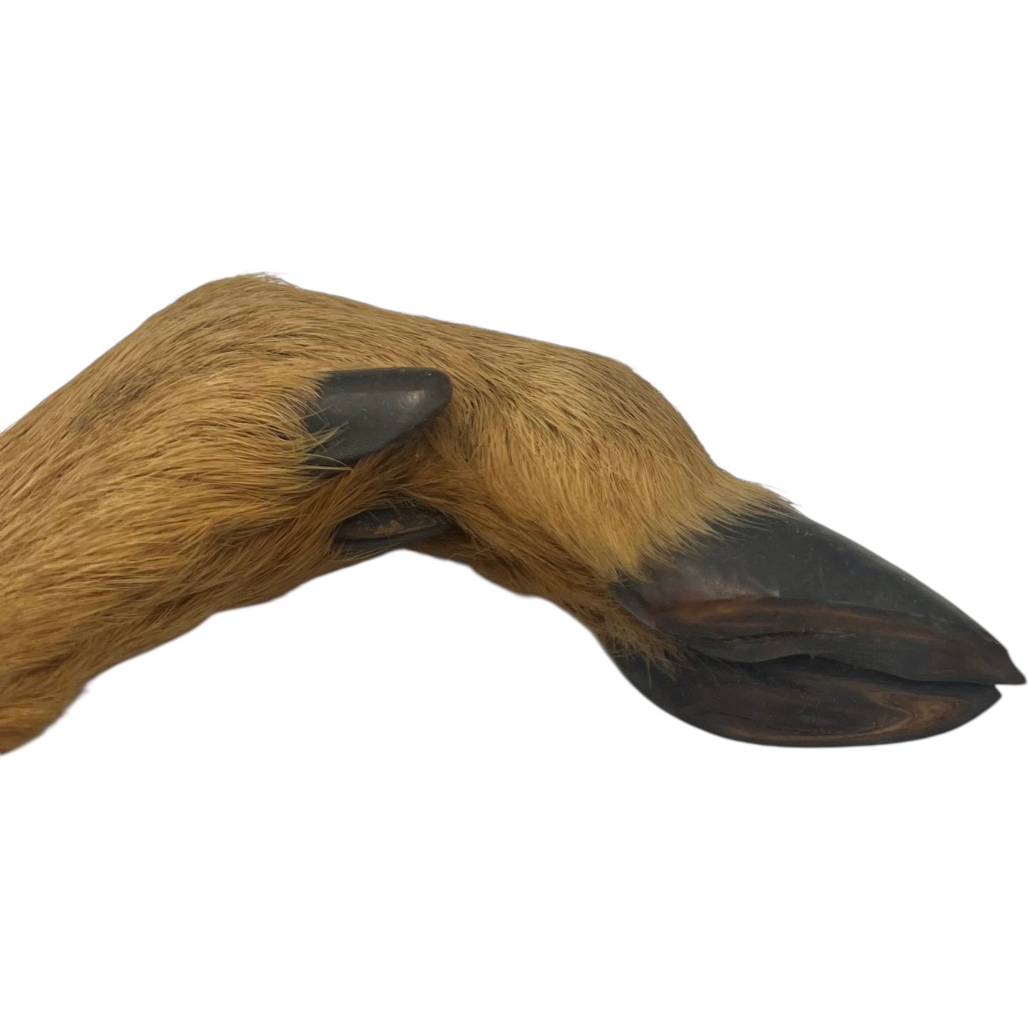close up of deer hooves on a white background