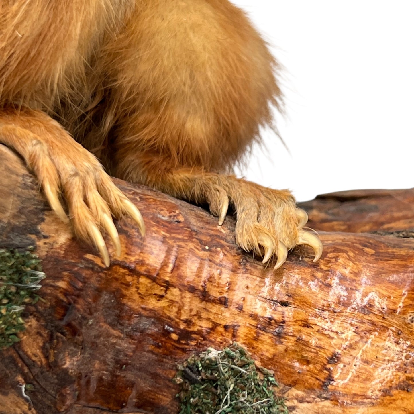 Close-up of are squirrel on a log with a white background