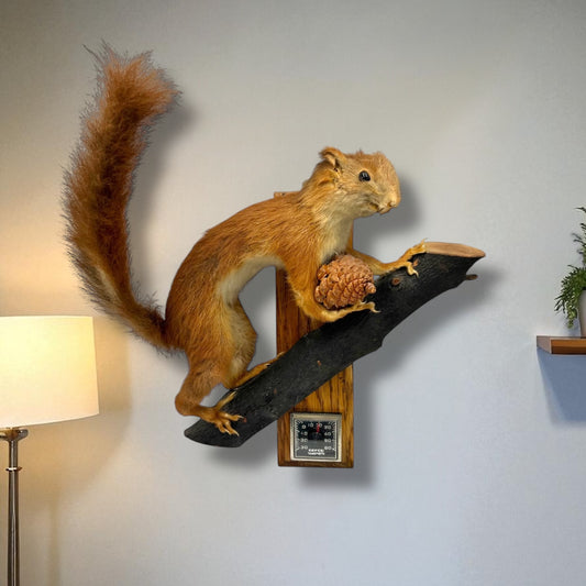 Taxidermy squirrel on a branch with a pine cone against a plain wall.