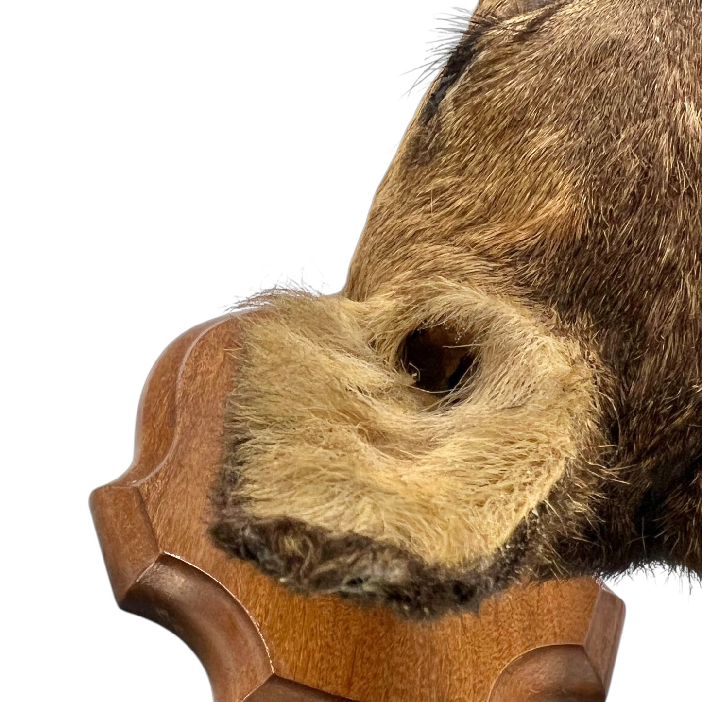 Close-up of a deer's ears on a white background