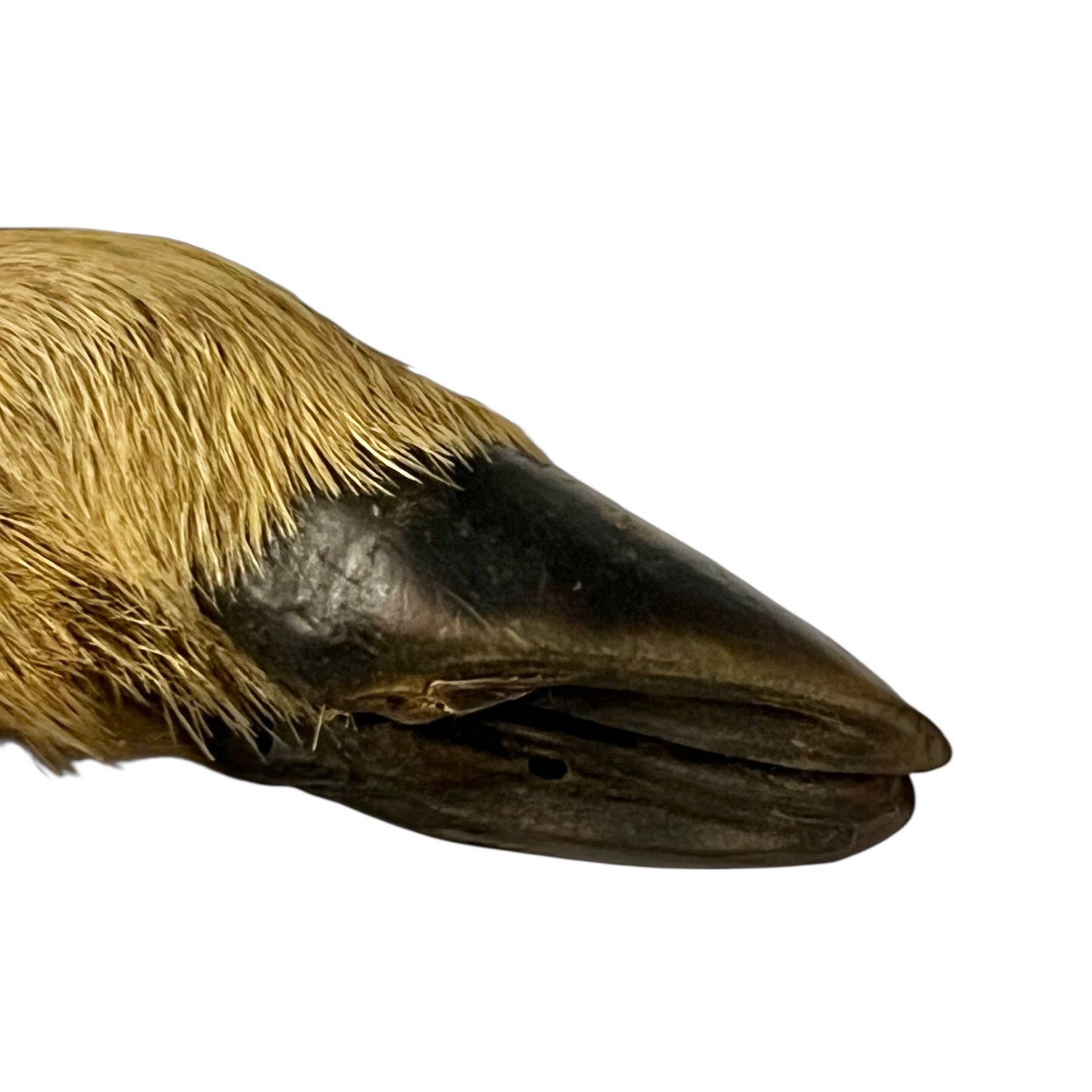 Close up of taxidermy deer hooves