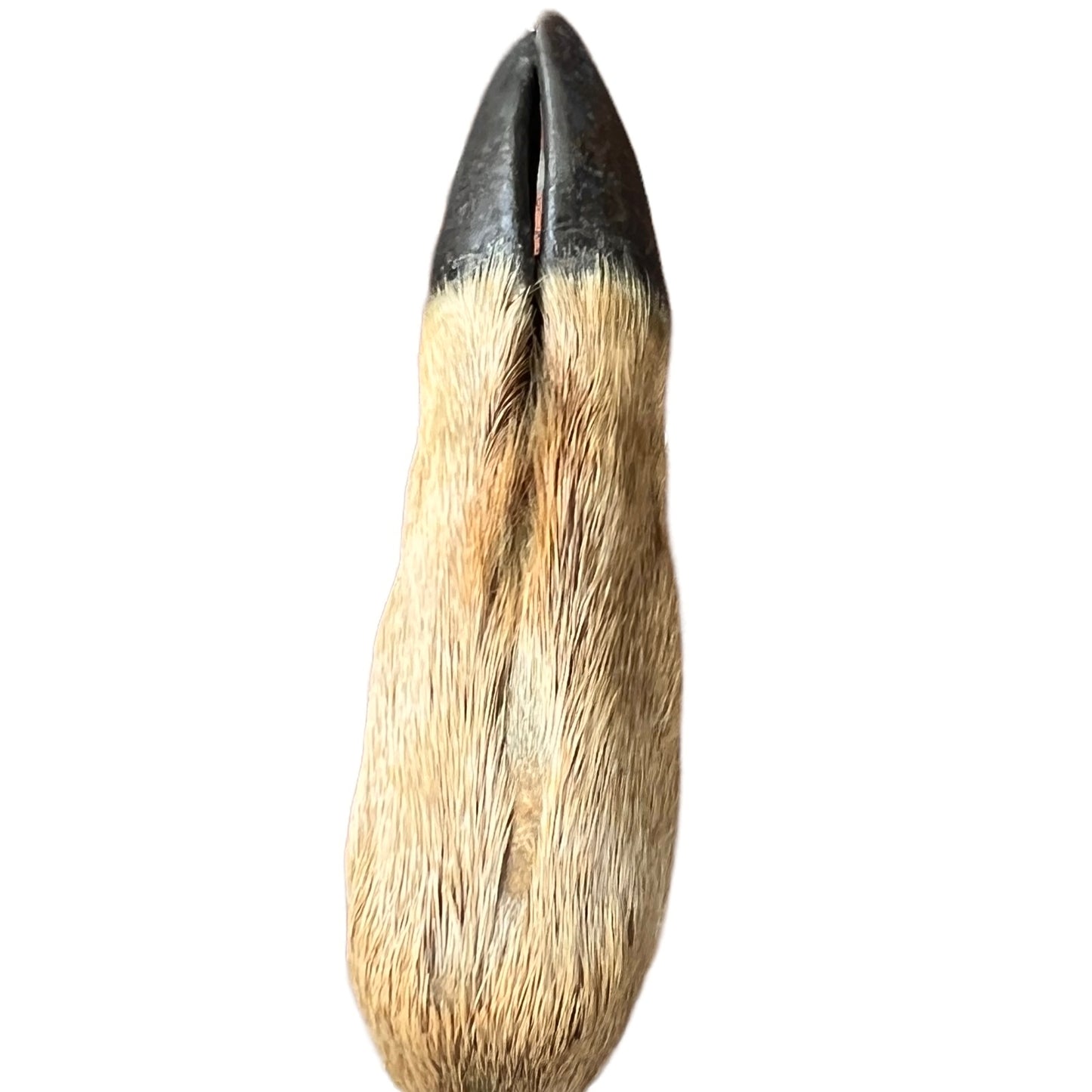 French vintage deer hoof handle bamboo walking cane stick