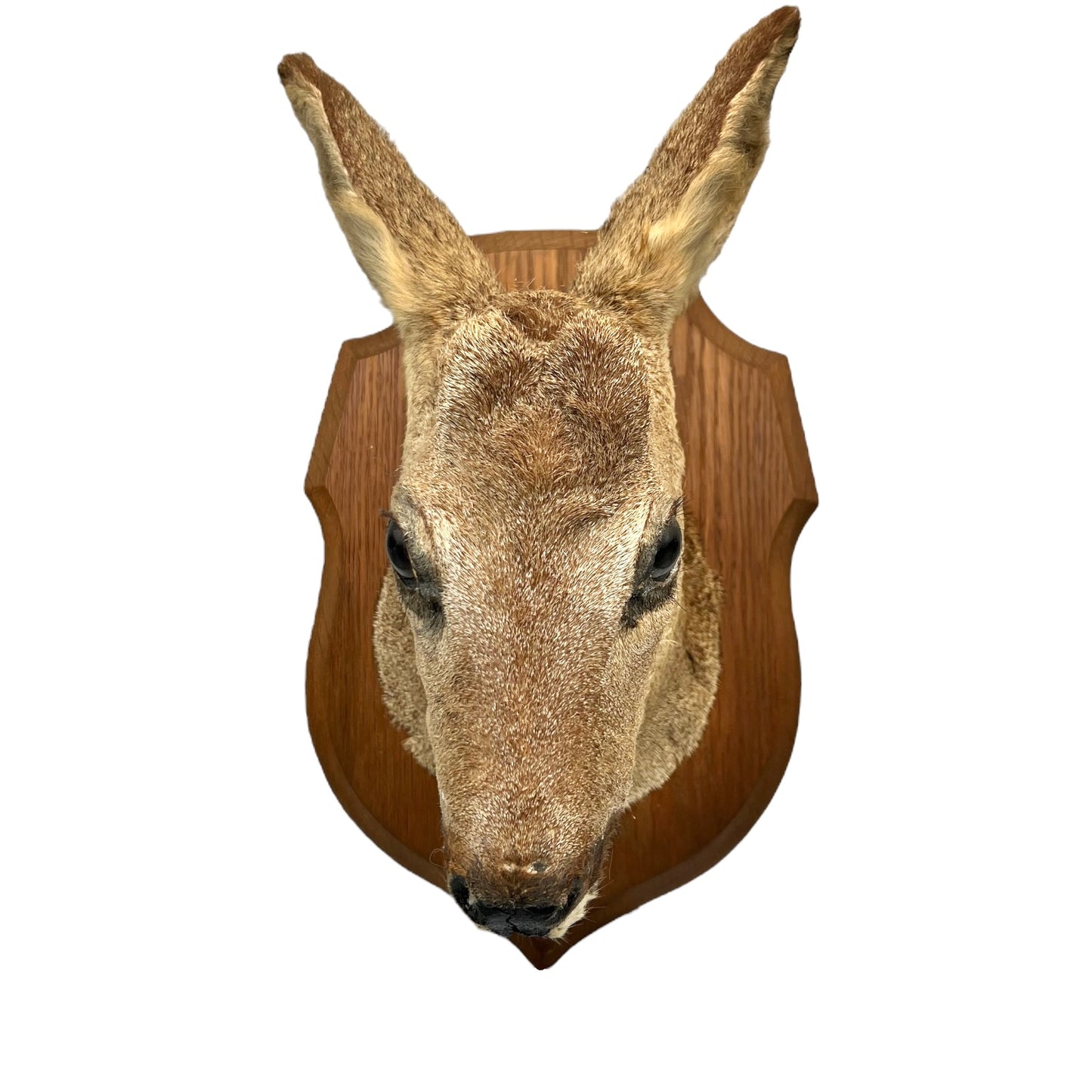 Deer head mount on a wooden plaque with a white background
