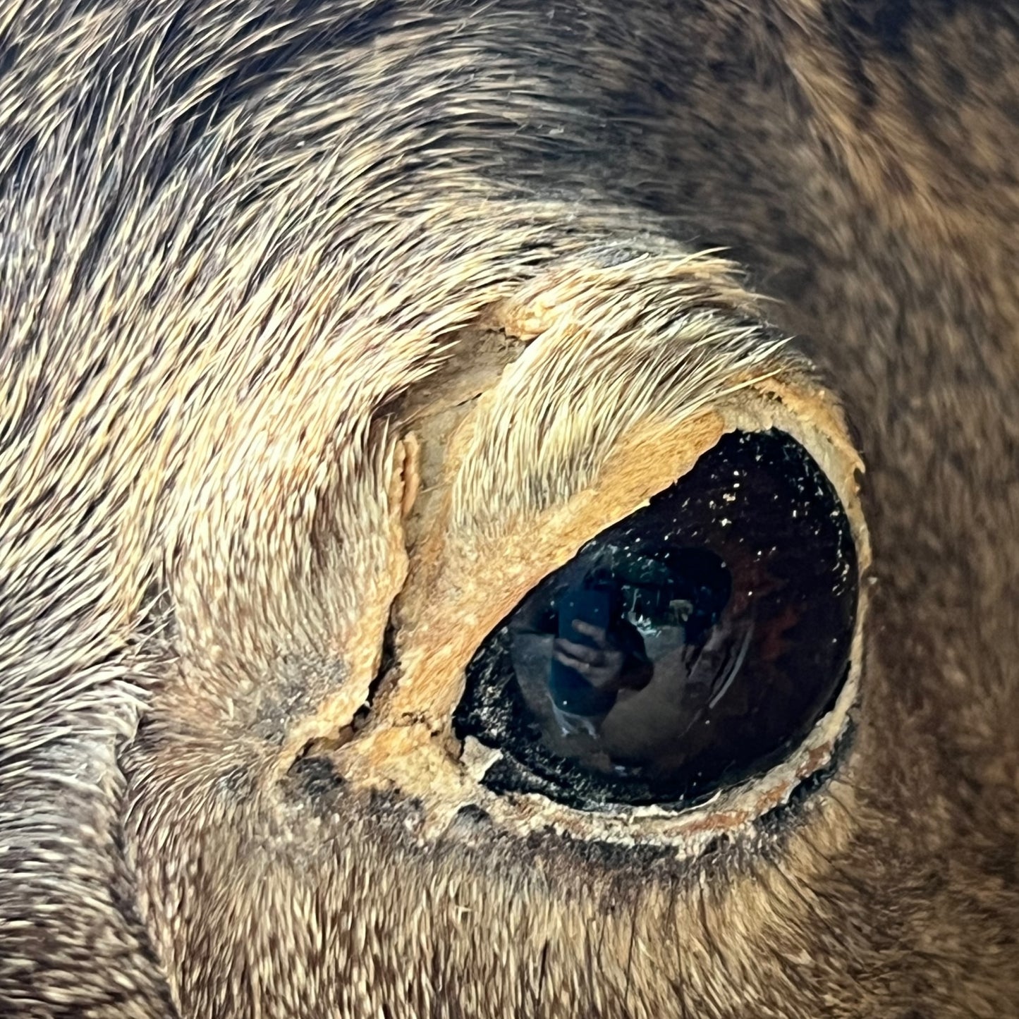 Close-up of a deer head