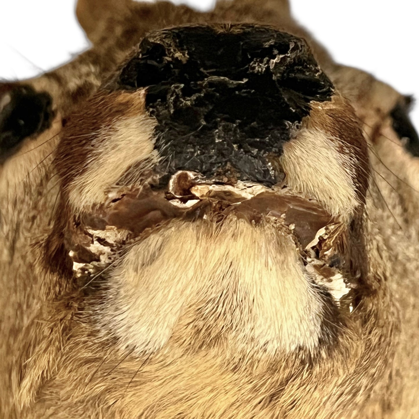 Close up of deer taxidermy head