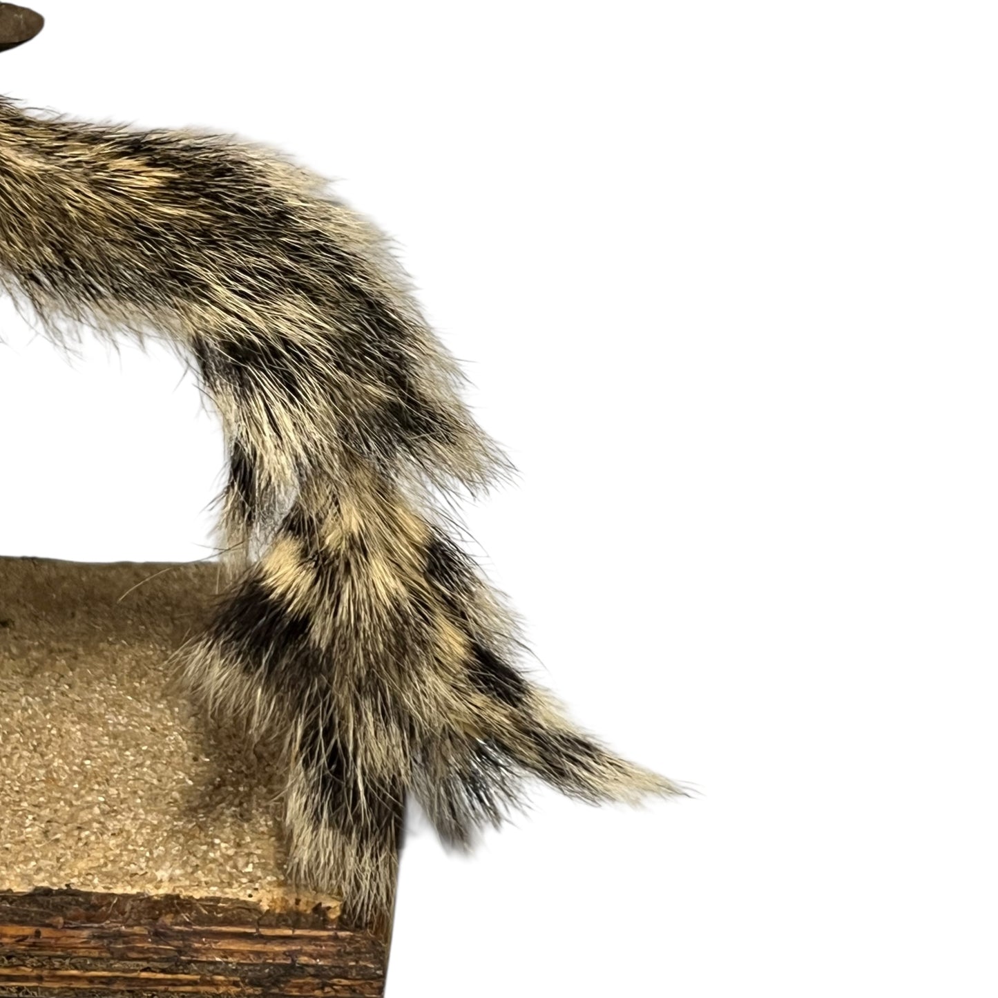 taxidermy chipmunk image of tail