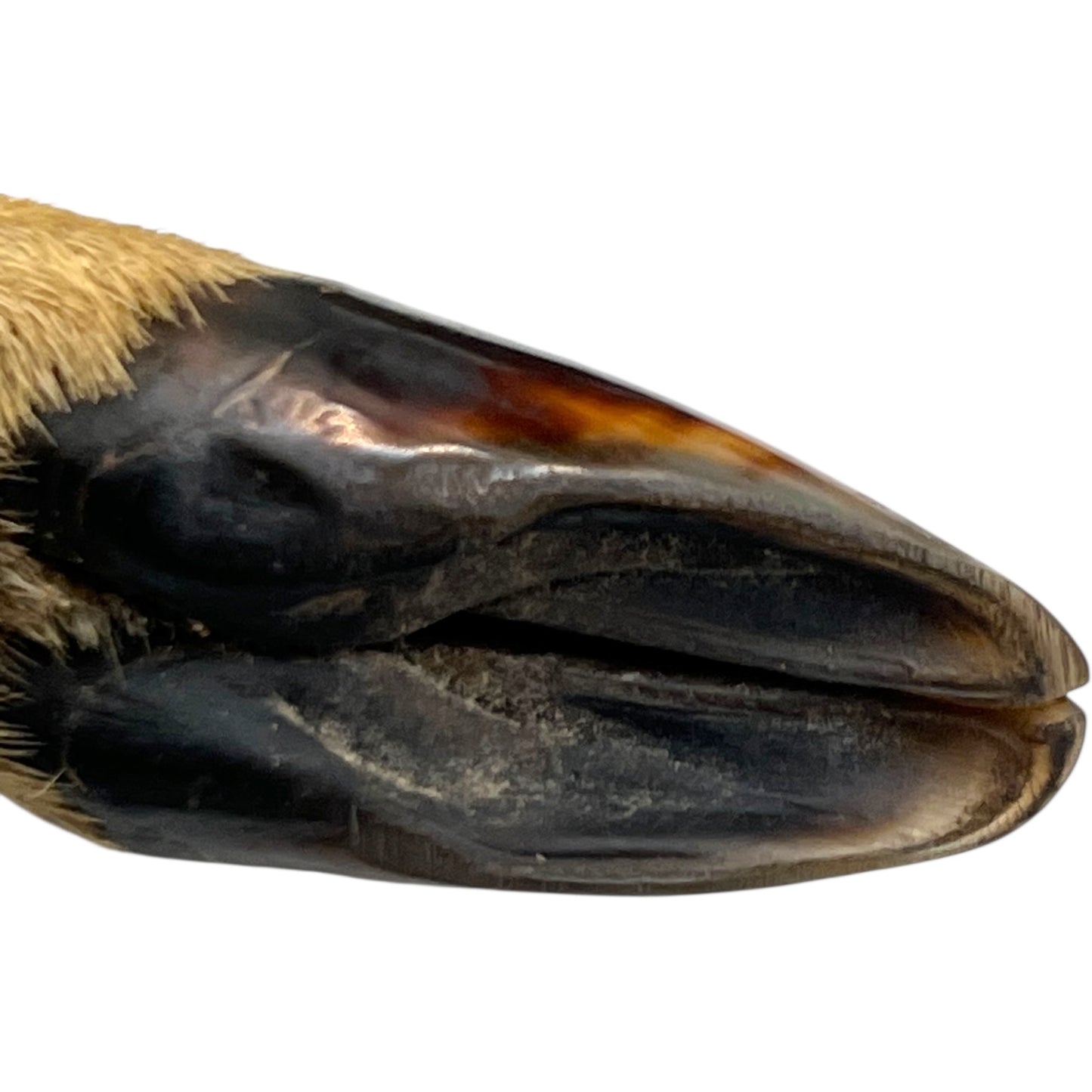 close up of a pair of wooden deer antler mounts with fur on a white background