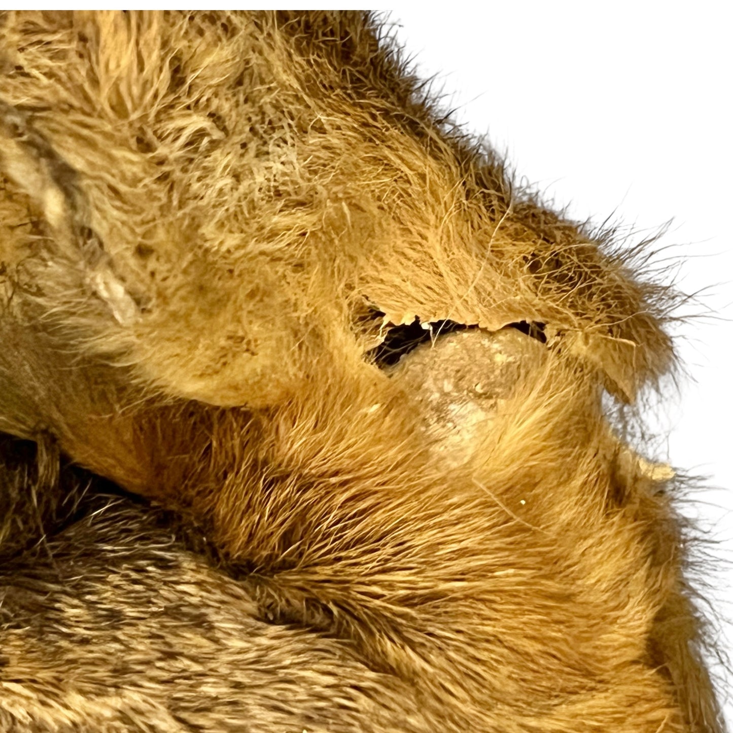 Close-up of a deer head