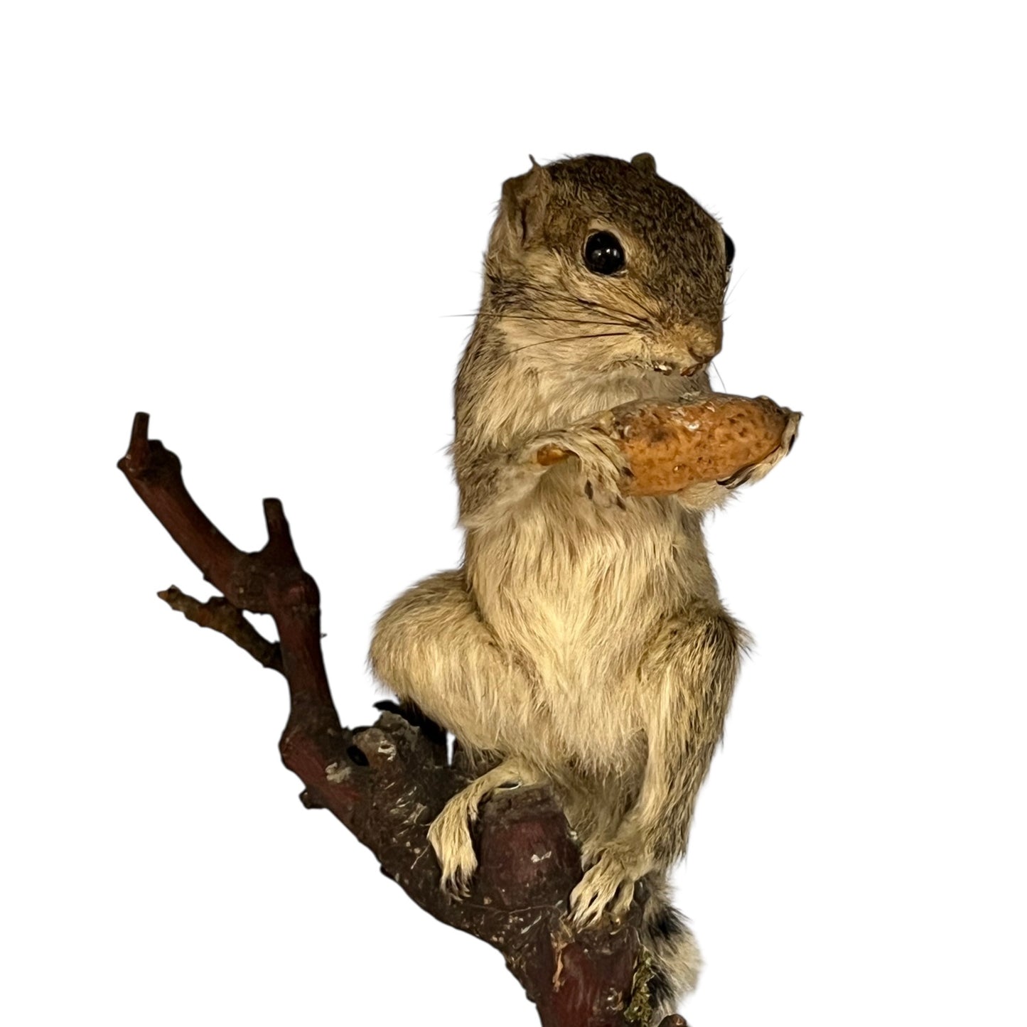 taxidermy chipmunk image of front