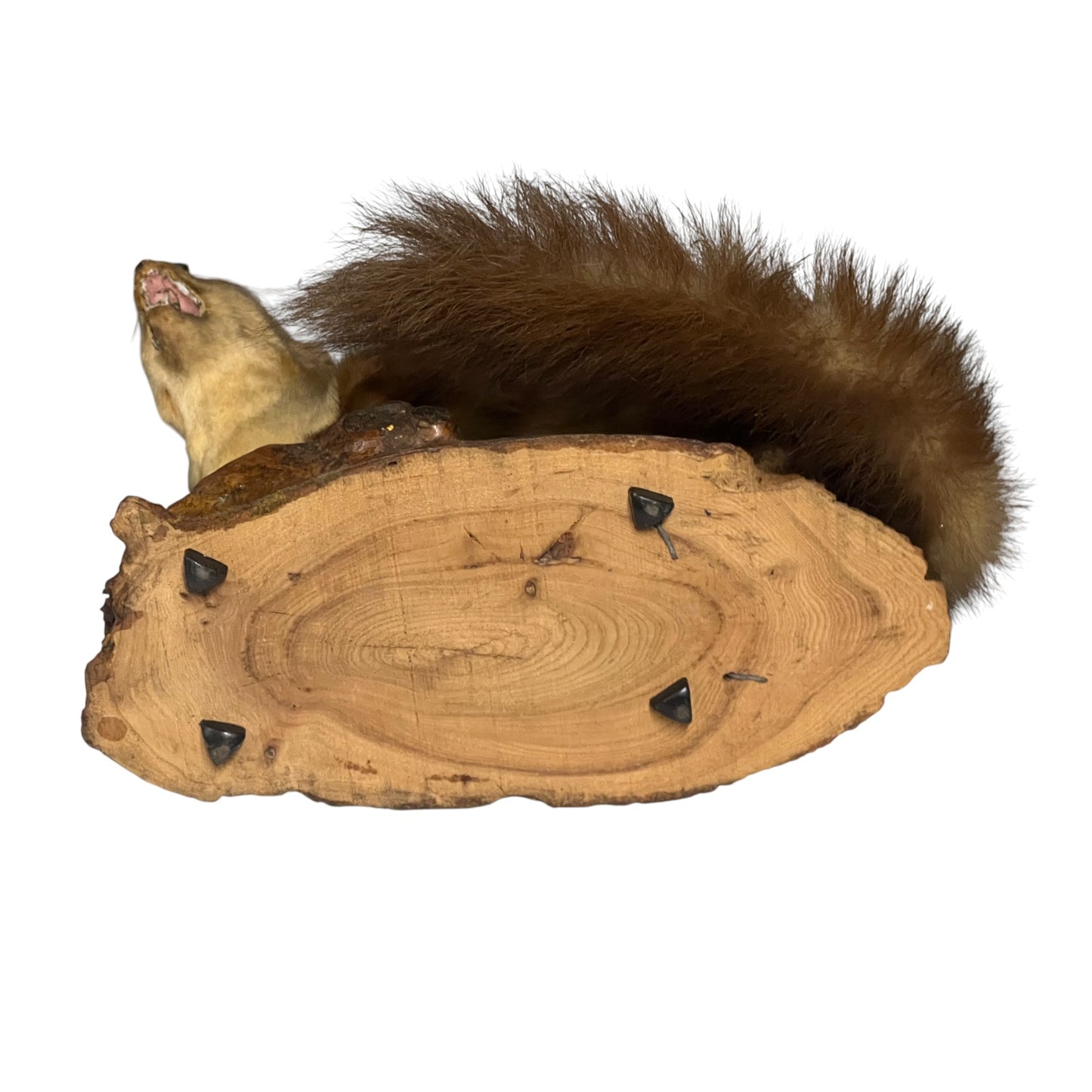 Close-up of a taxidermy small animal on a white background