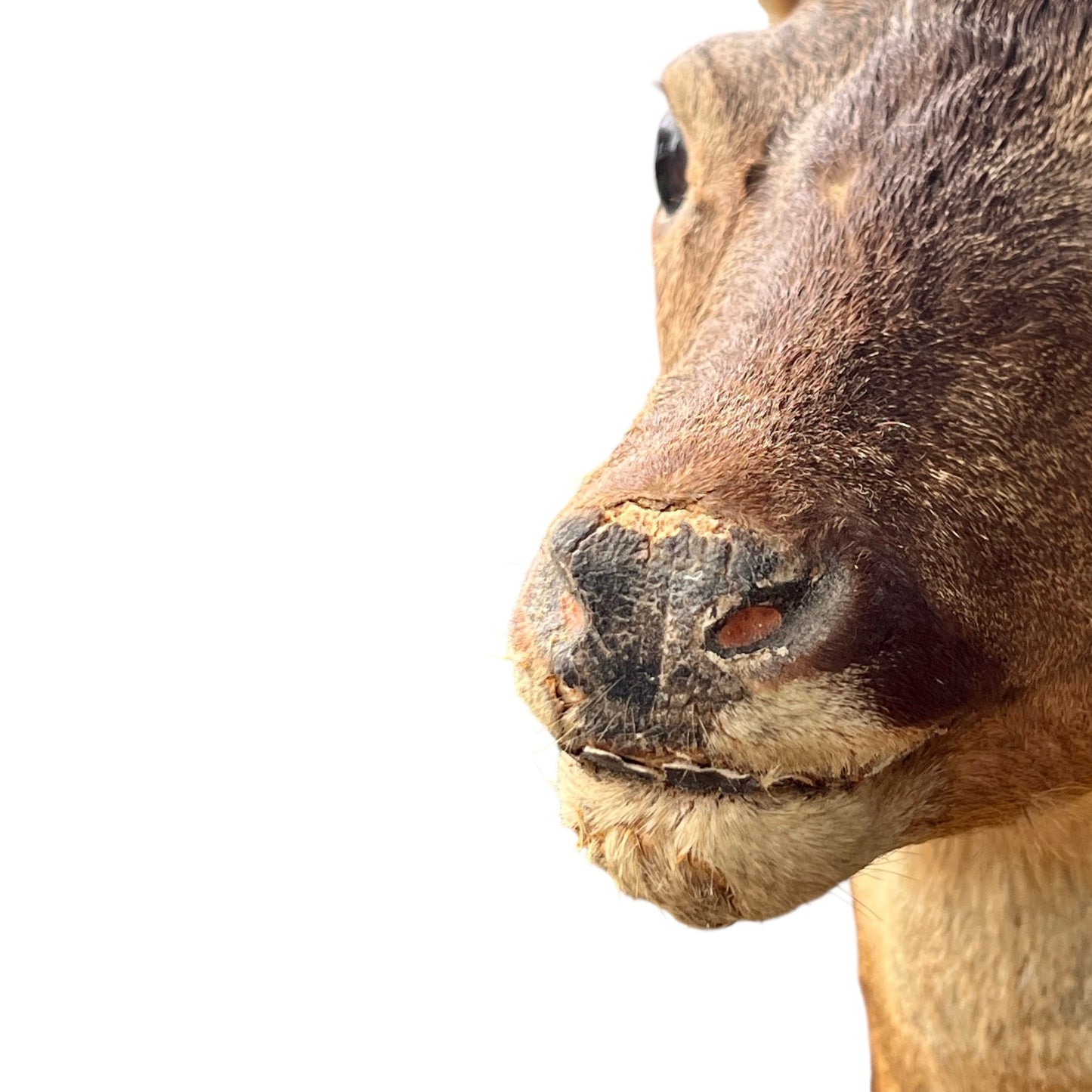 Close-up of a deer head