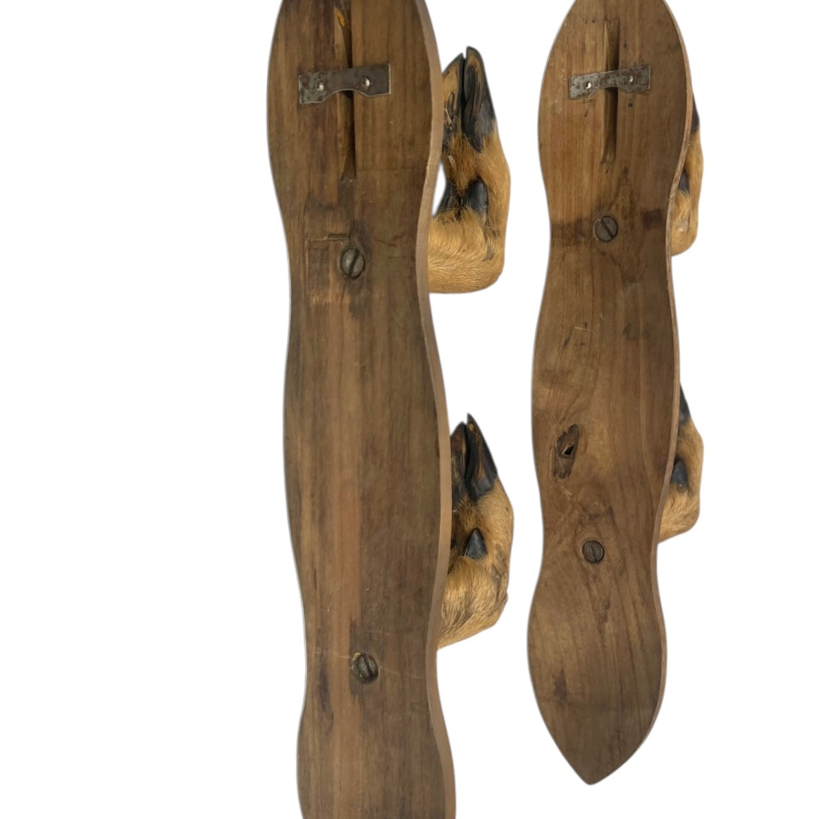 Close-up of a deer hoof on a wooden surface with a white background