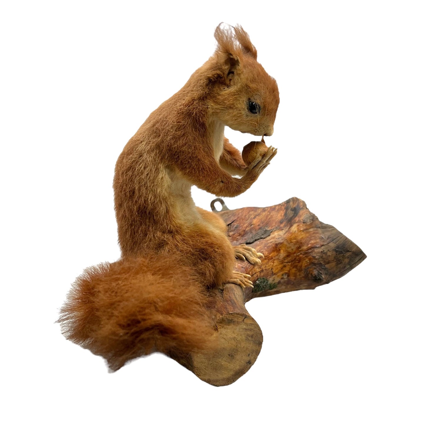 Taxidermy red squirrel on a wooden log with a white background