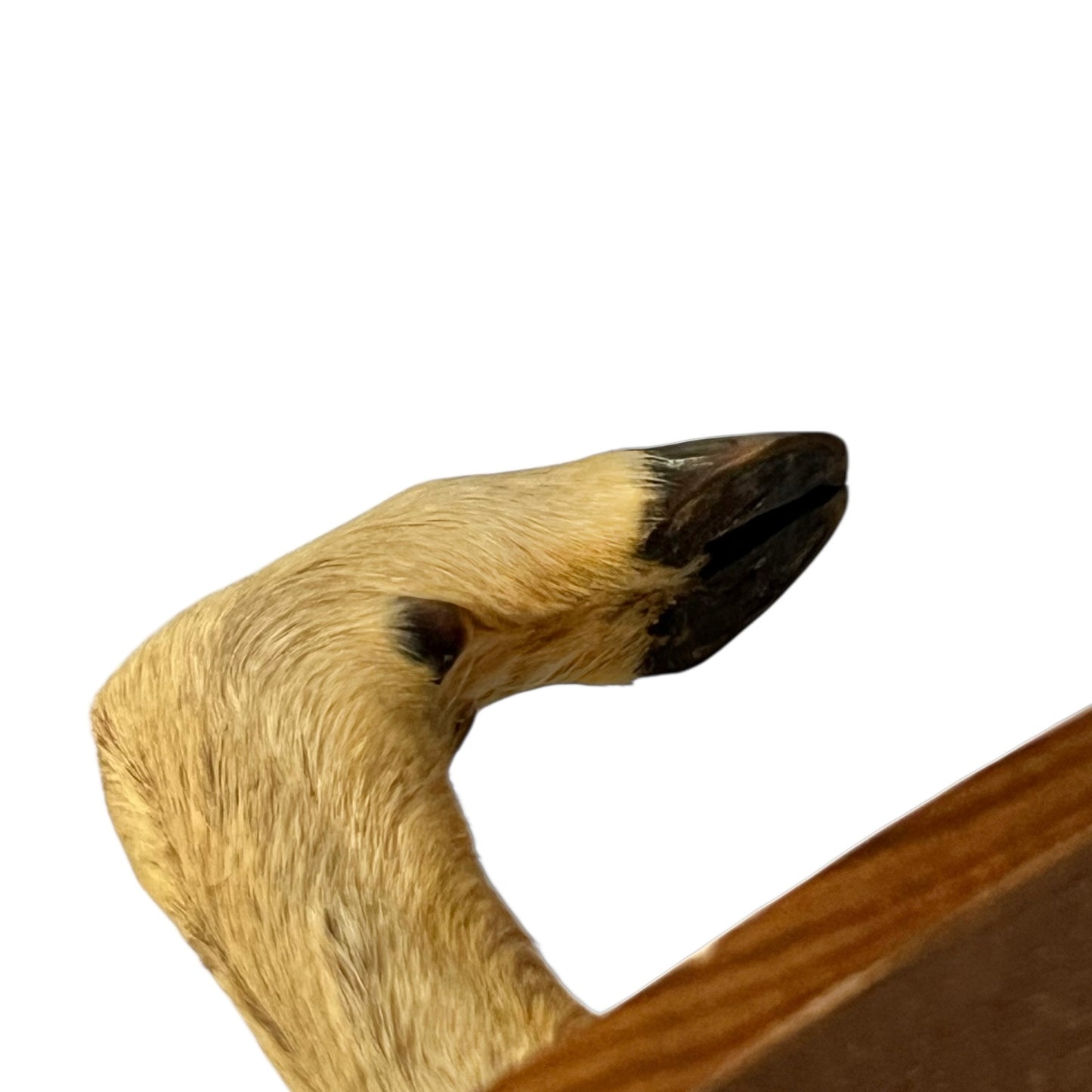 Close-up of a deer's hoof set of coat hooks on a white background
