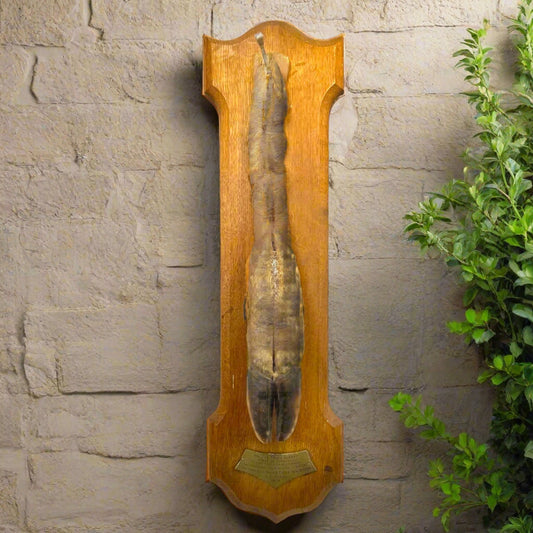 French Vintage Taxidermy Deer Hunting Trophy, Taxidermy Leg Decoration