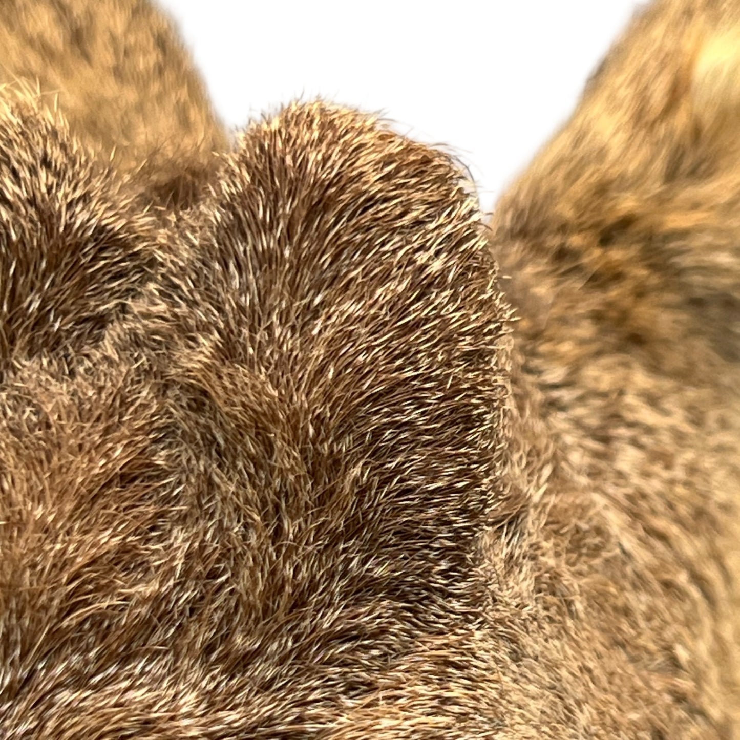 Close-up of brown fur texture