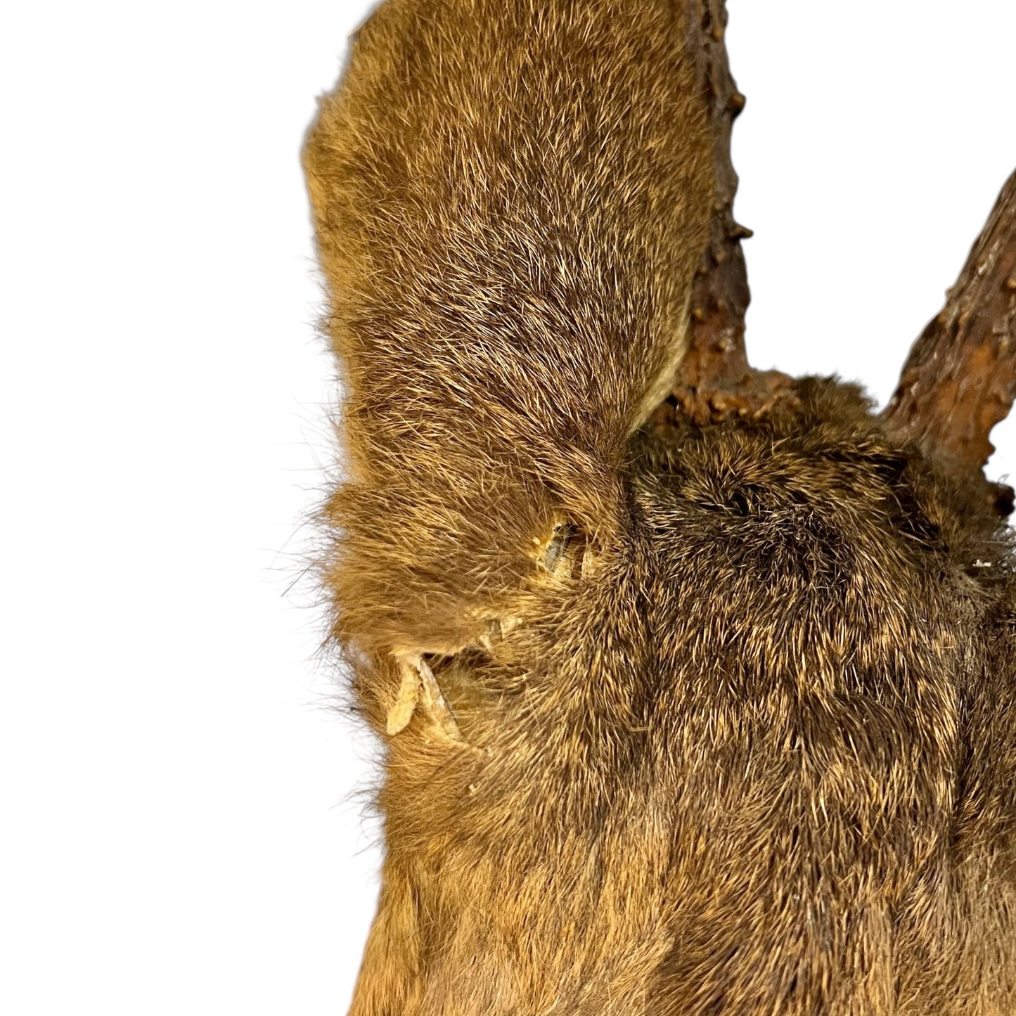 Close-up of a deer head