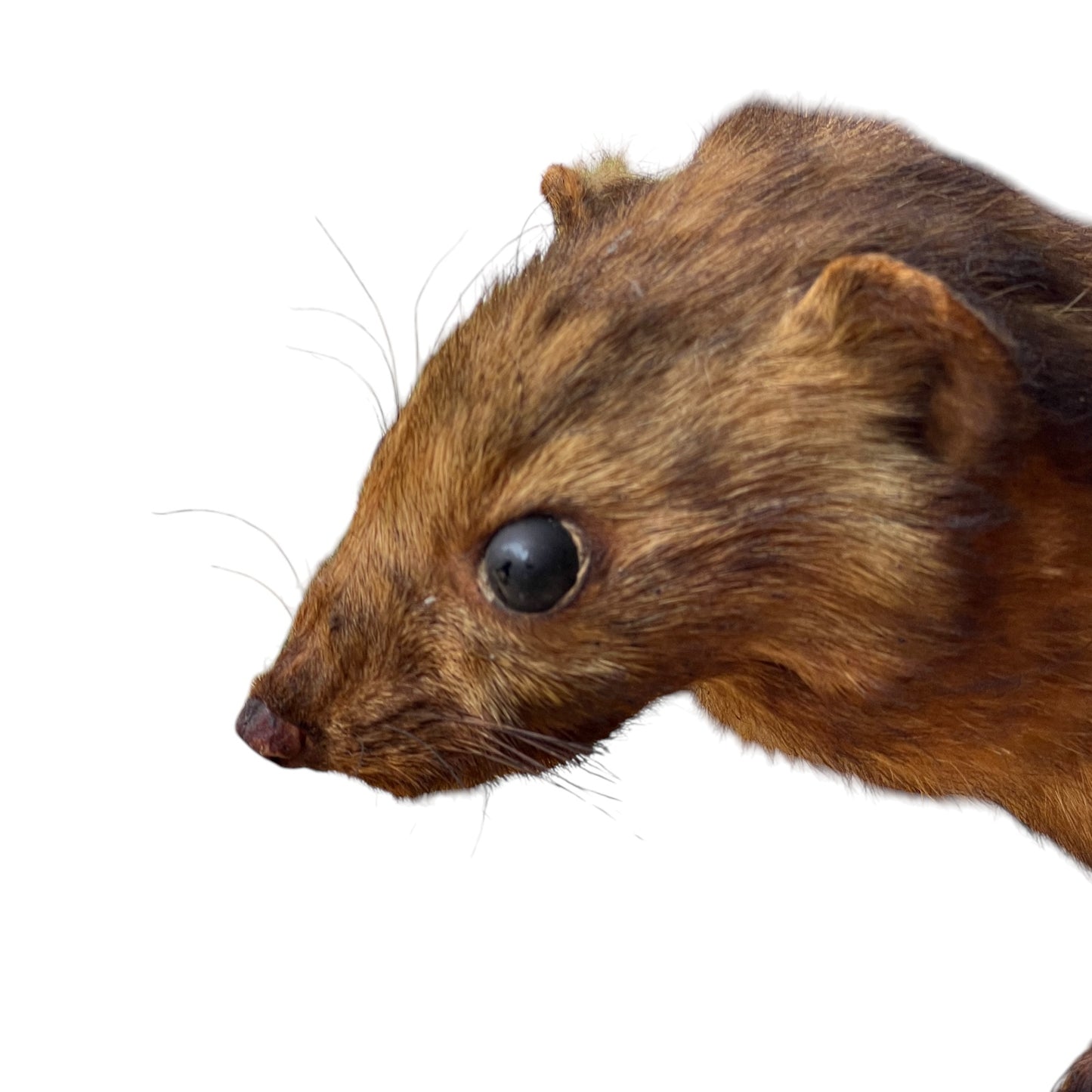 taxidermy mink head