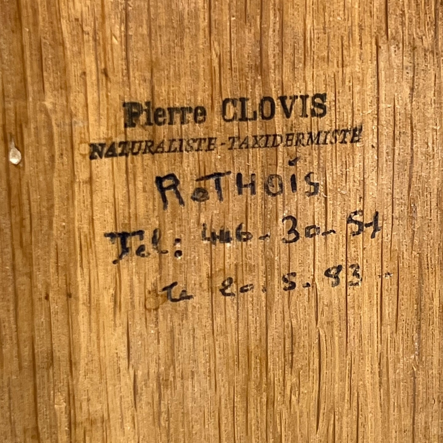 Wooden surface with engraved text 'Pierre Clovis Naturaliste Taxidermiste Rothois', phone number, and address.