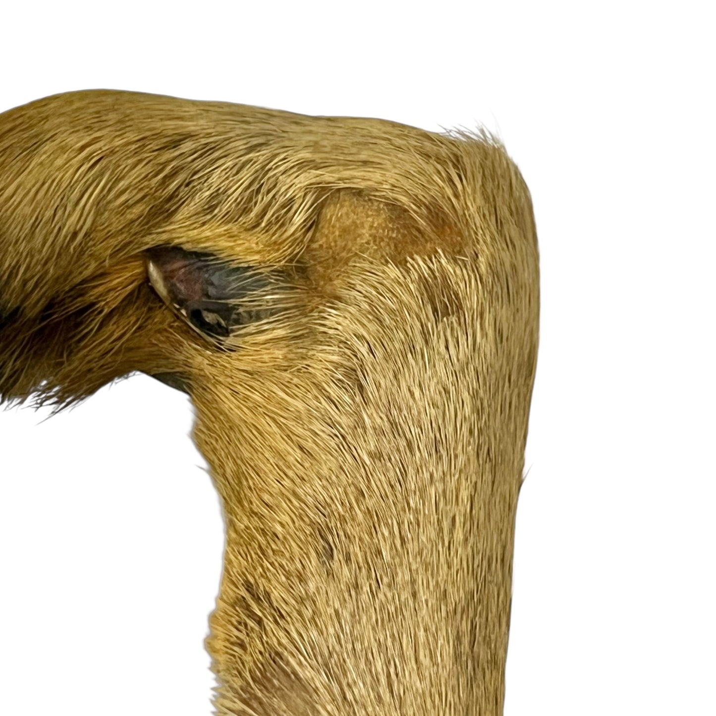 Close up of taxidermy deer hooves