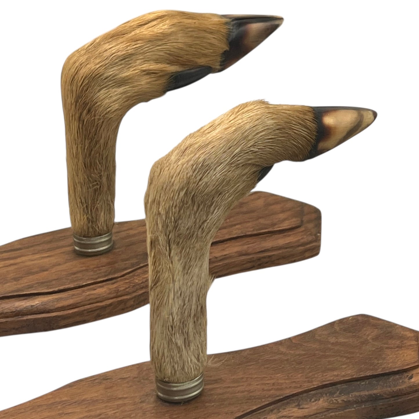 Close up of French vintage deer hooves on a 2 wooden mounts, ideal for coat hooks - on a white background