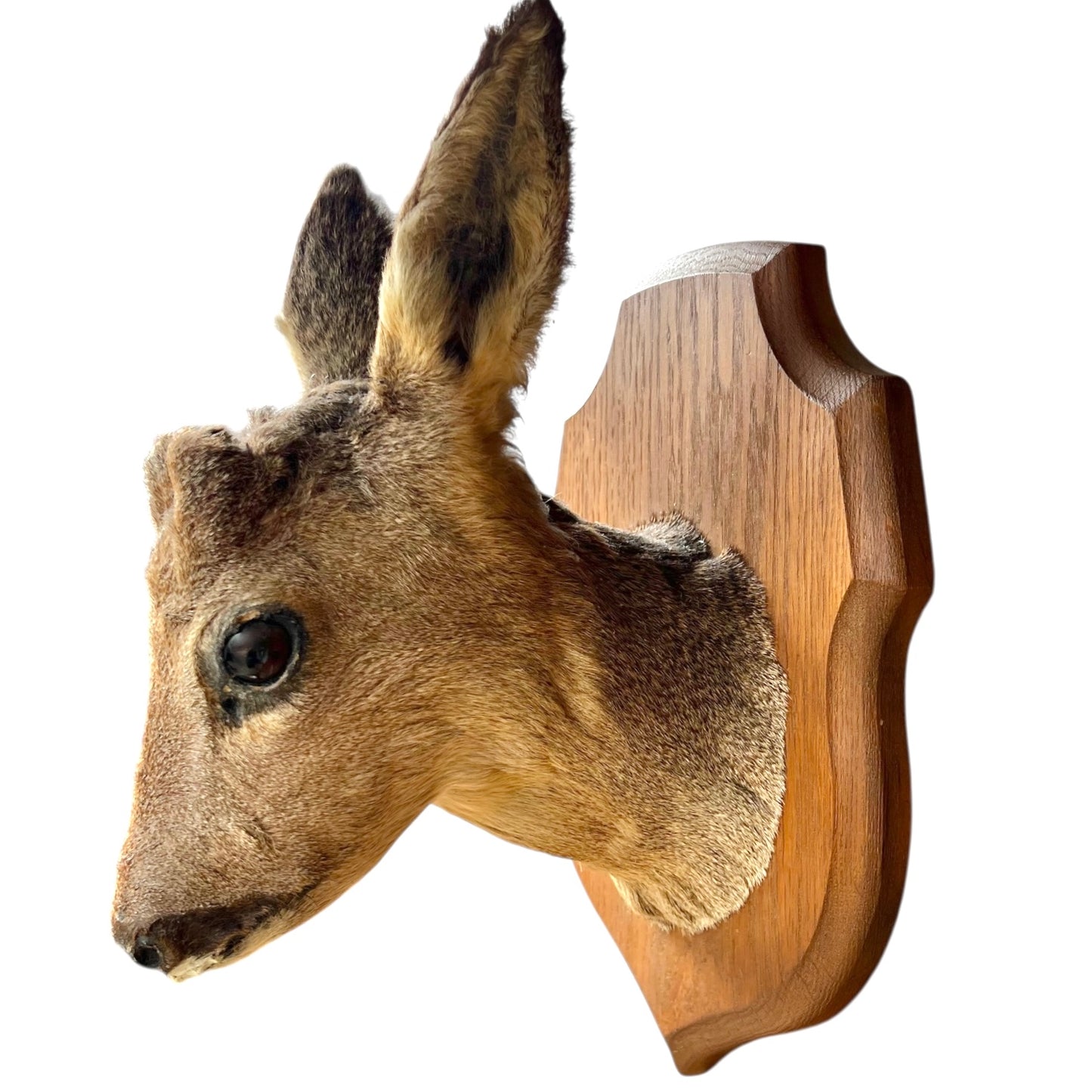 Taxidermy deer head mounted on a wooden plaque with a white background
