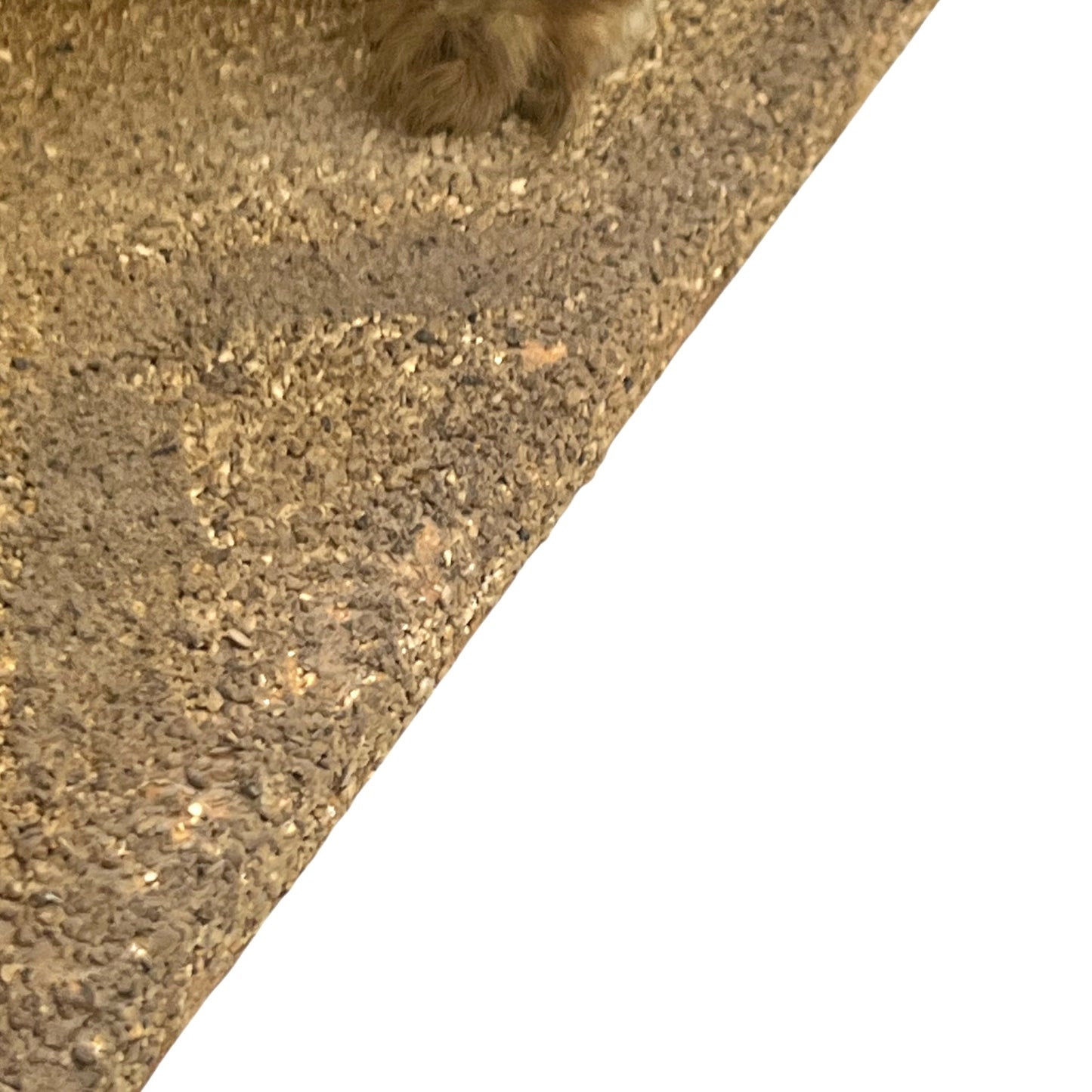 Close up of taxidermy animal on a white background