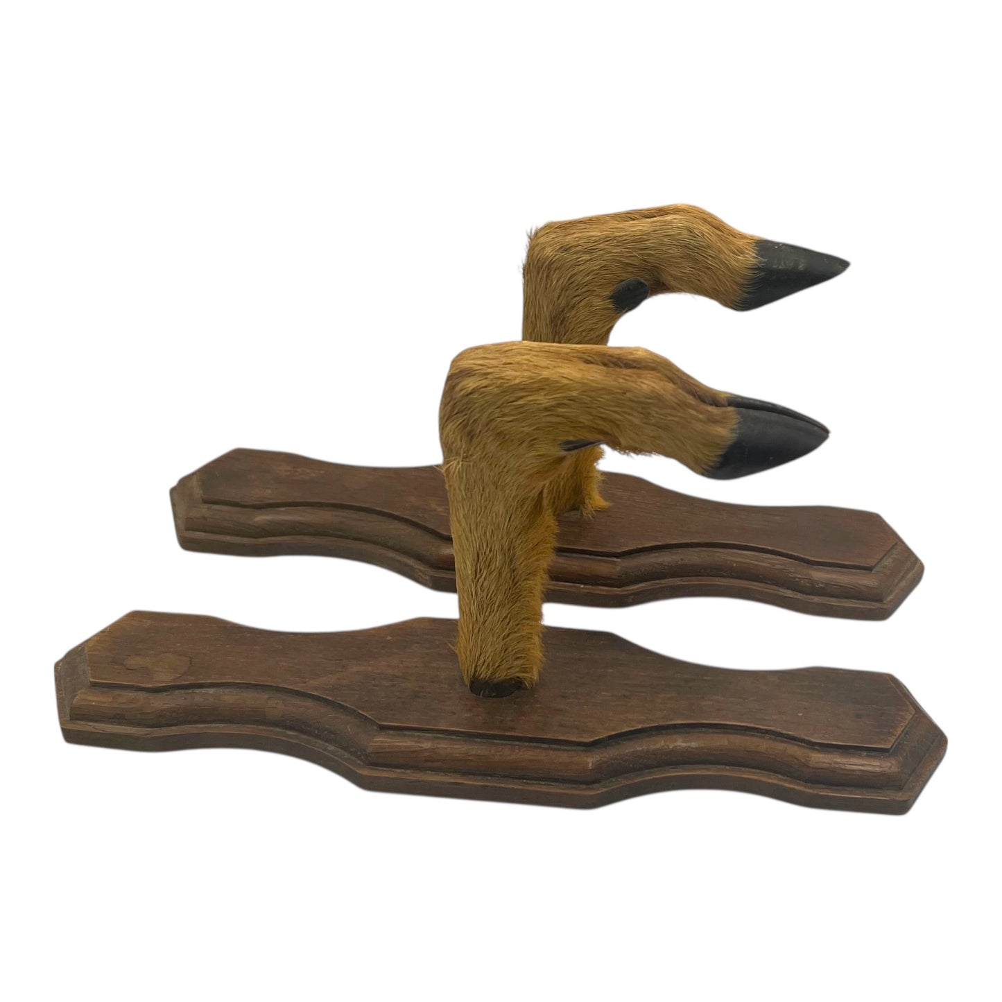 Pair of French vintage deer hooves on wooden mounts on a white background