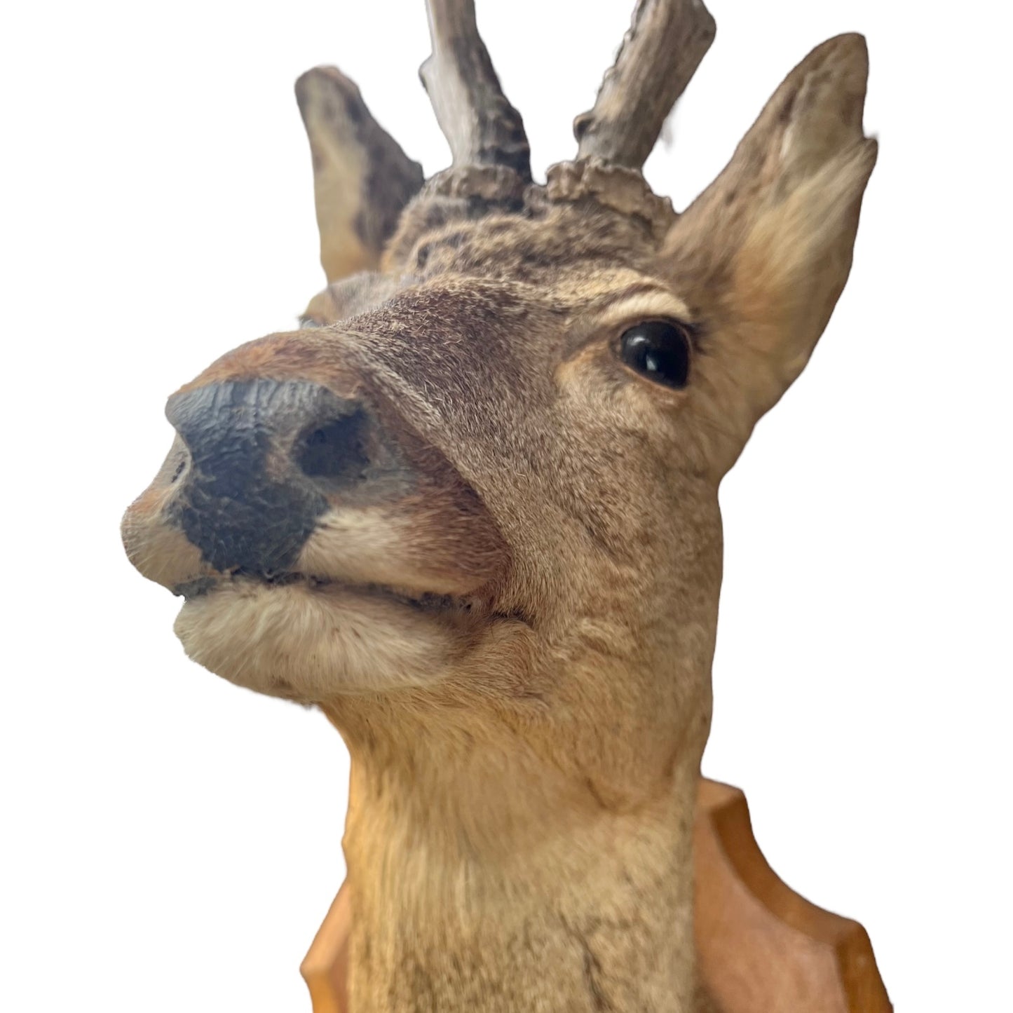 Deer head mount on a white background