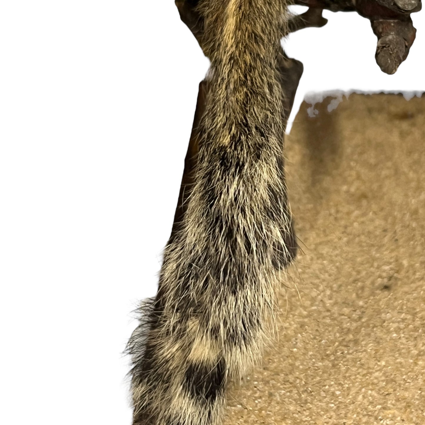 taxidermy chipmunk image of tail end