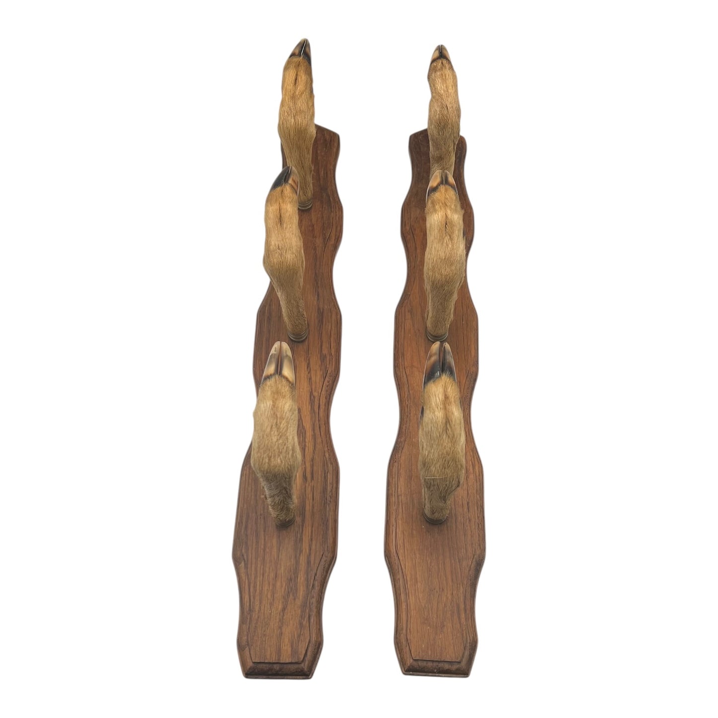 Set of 6 French vintage deer hooves on a 2 wooden mounts, ideal for coat hooks - on a white background