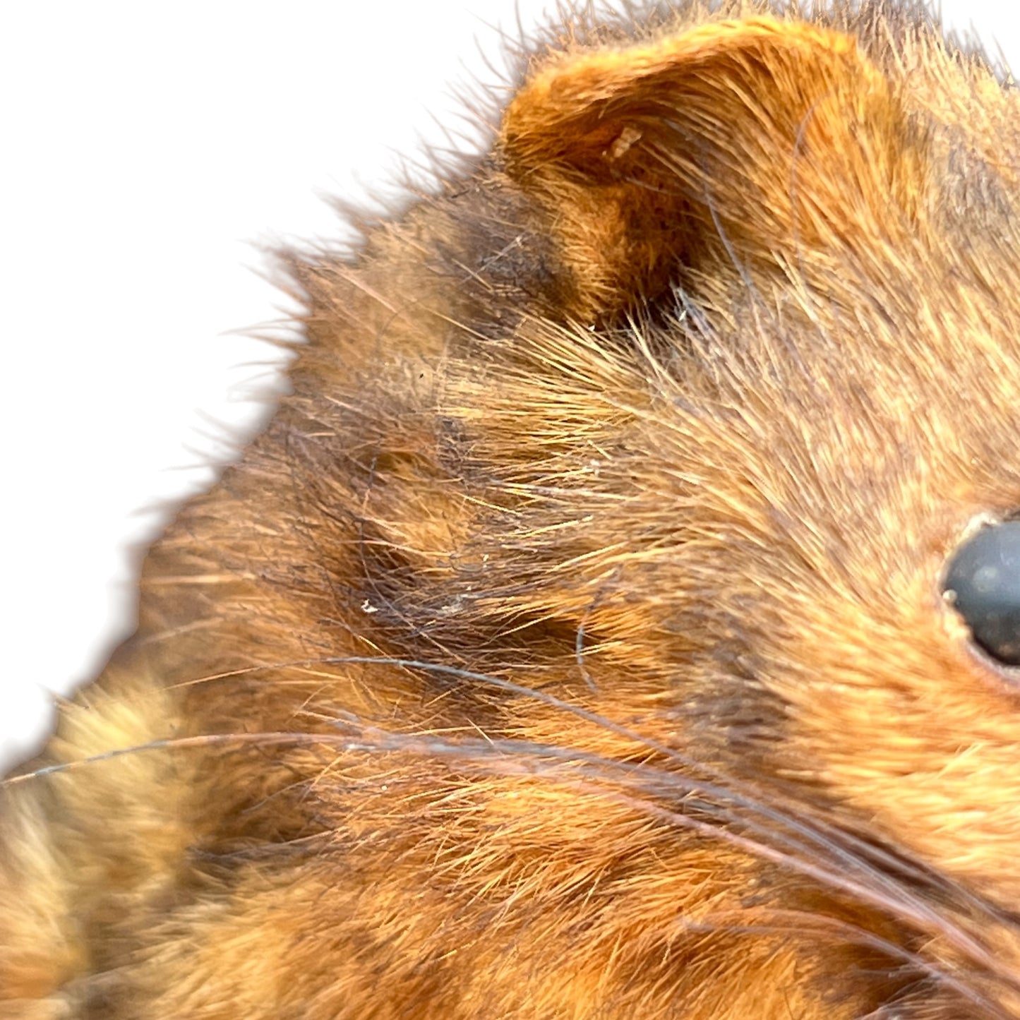 taxidermy mink head