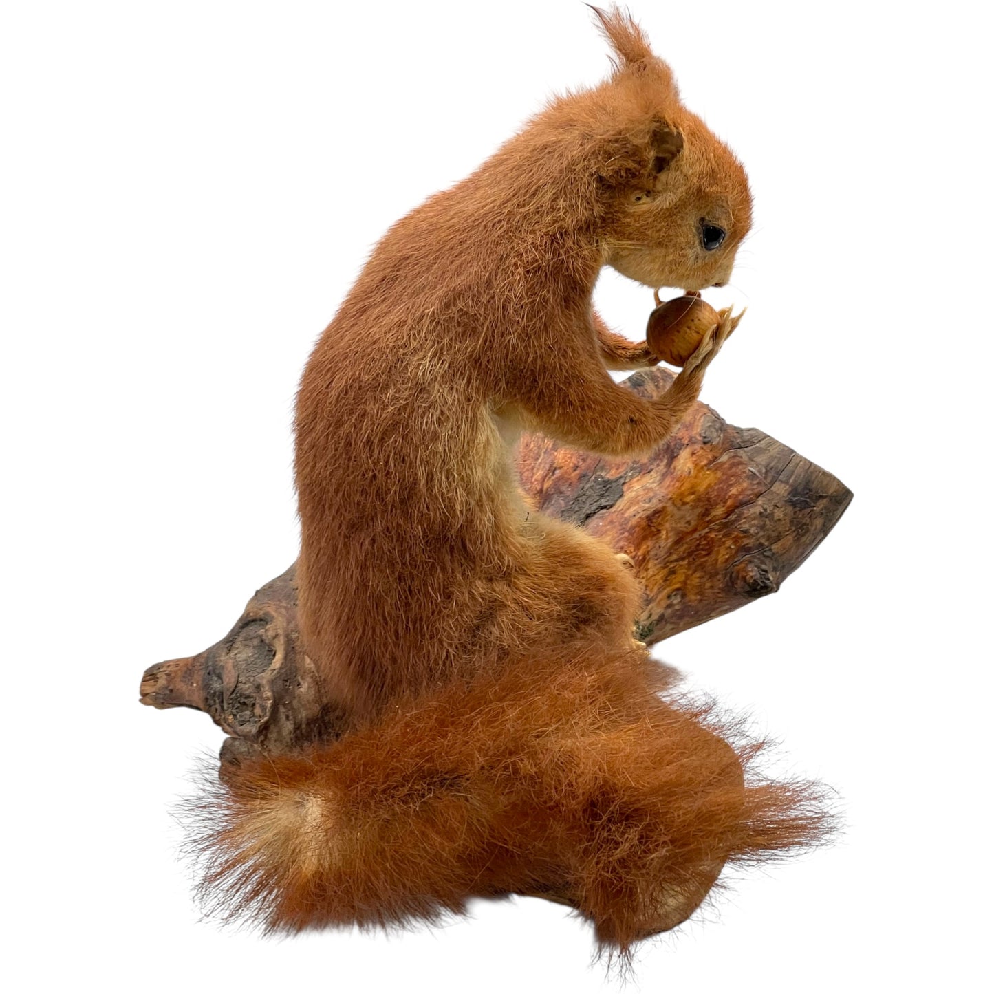 Taxidermy red squirrel on a wooden log with a white background