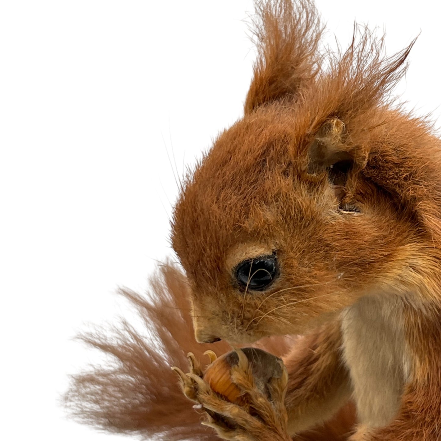 Close-up of a red squirrel holding a nut on a white background