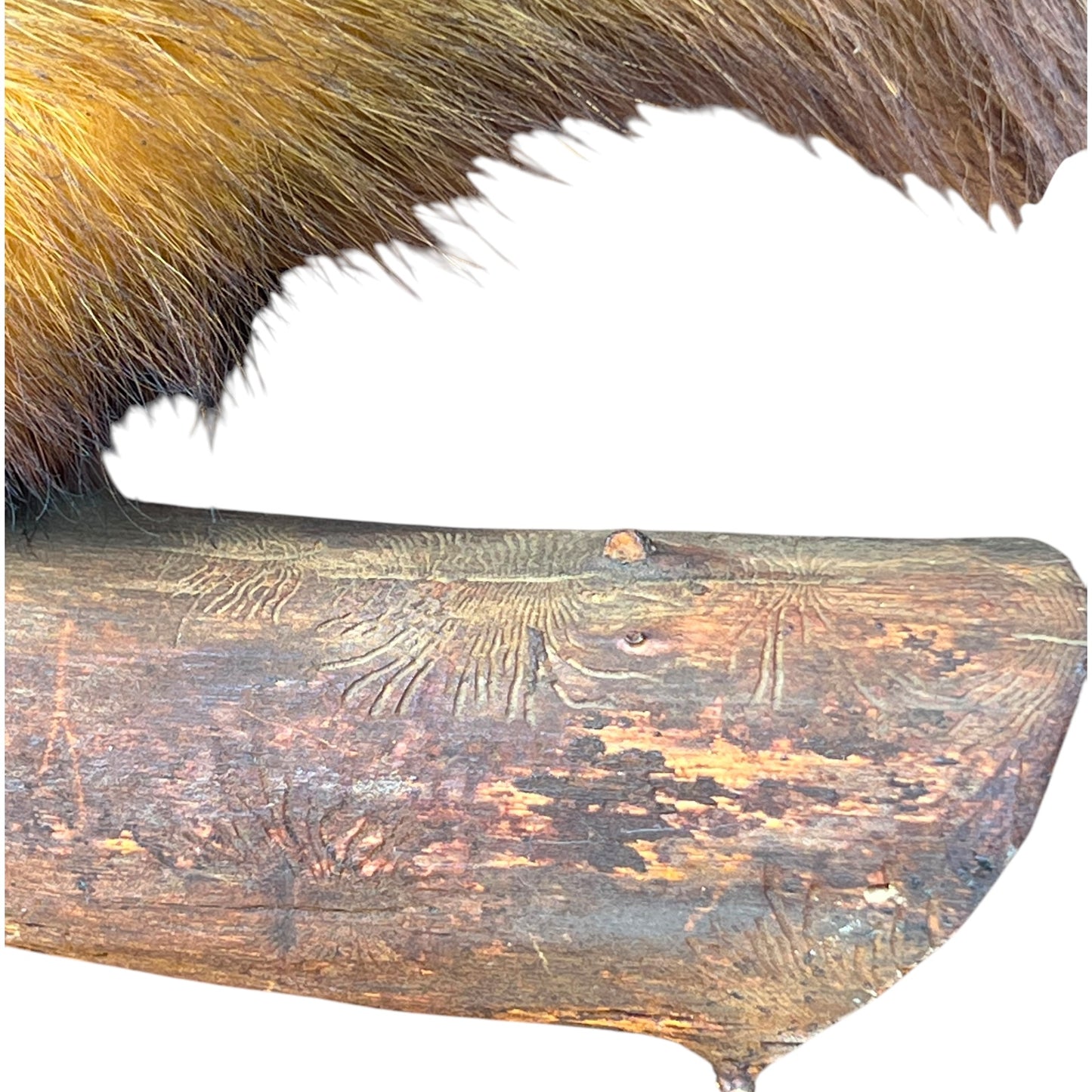 taxidermy mink wooden mount