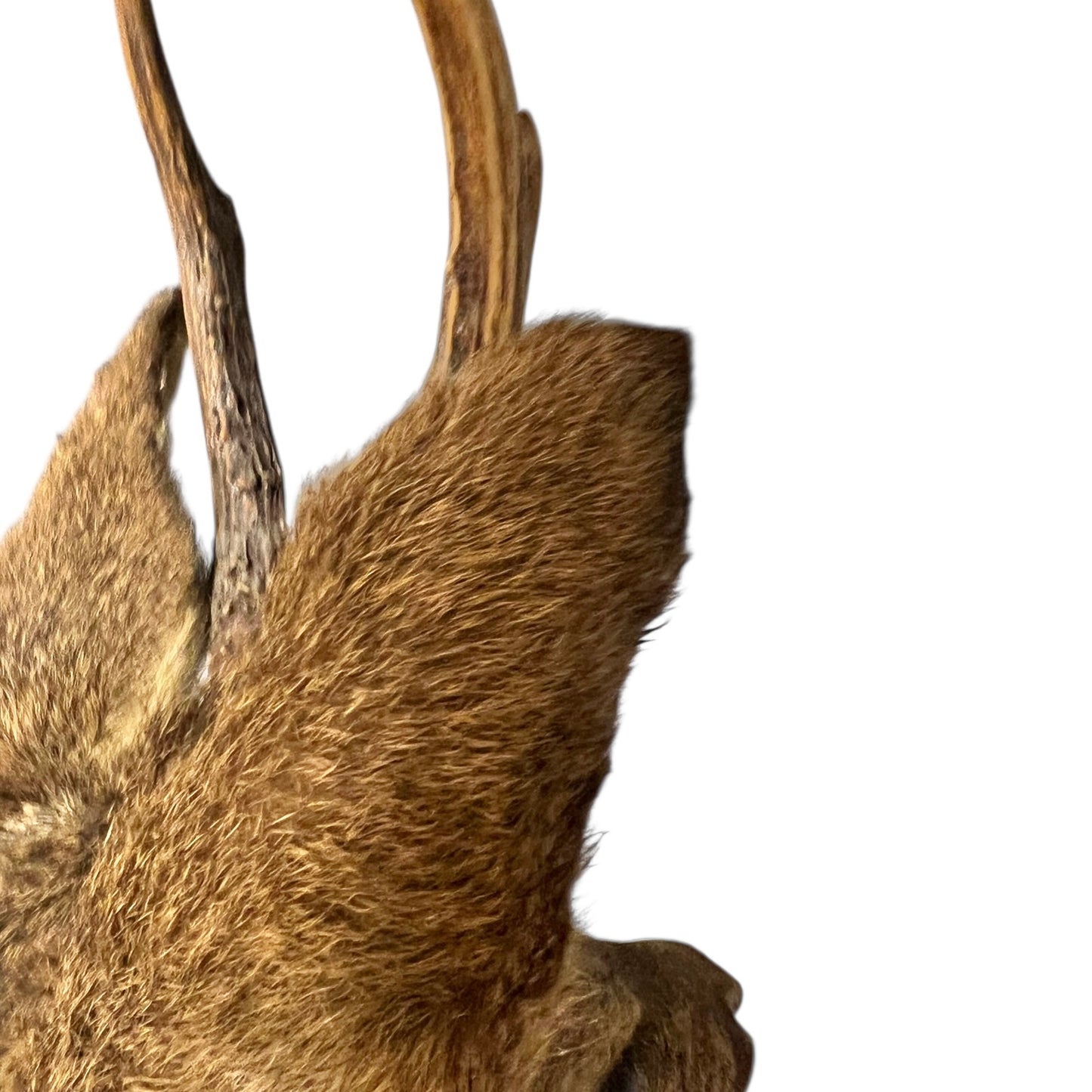 Close-up of a deer head