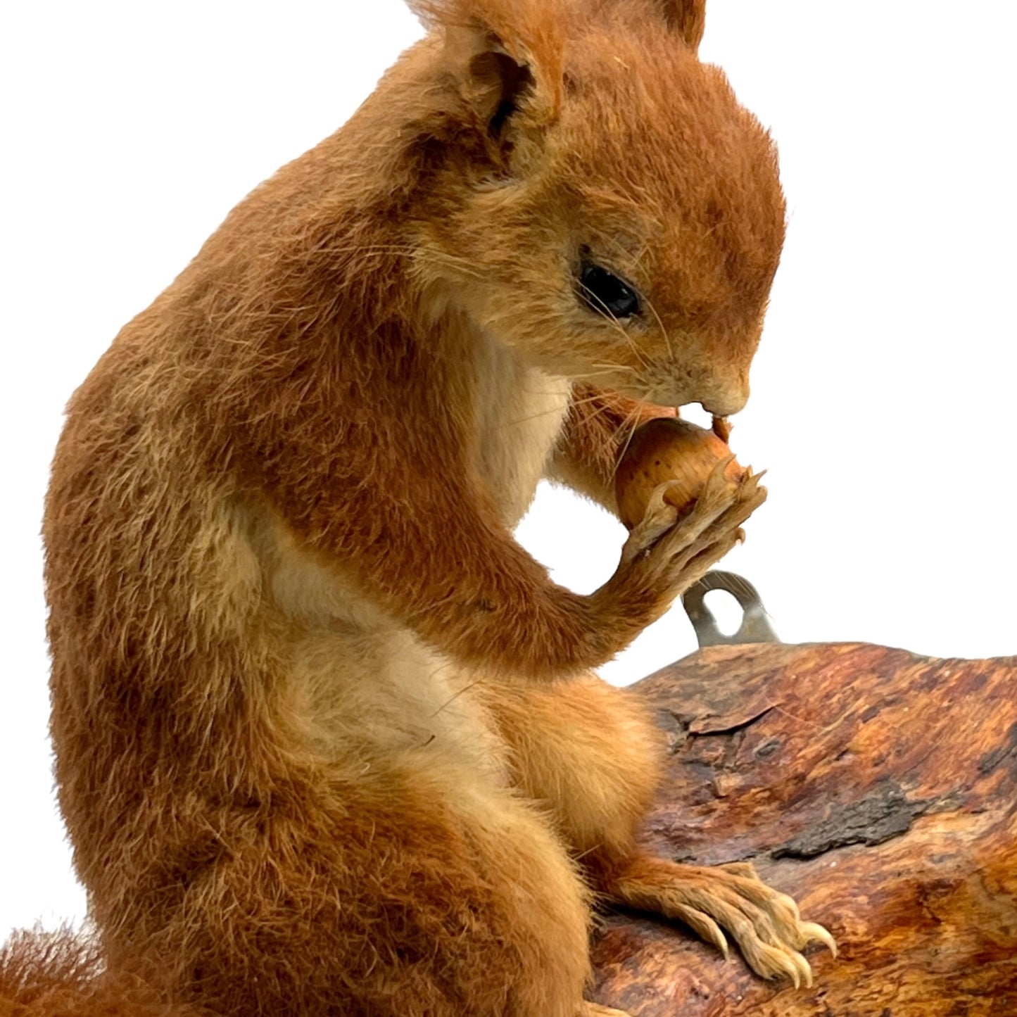Taxidermy of a red squirrel on a branch with a white background