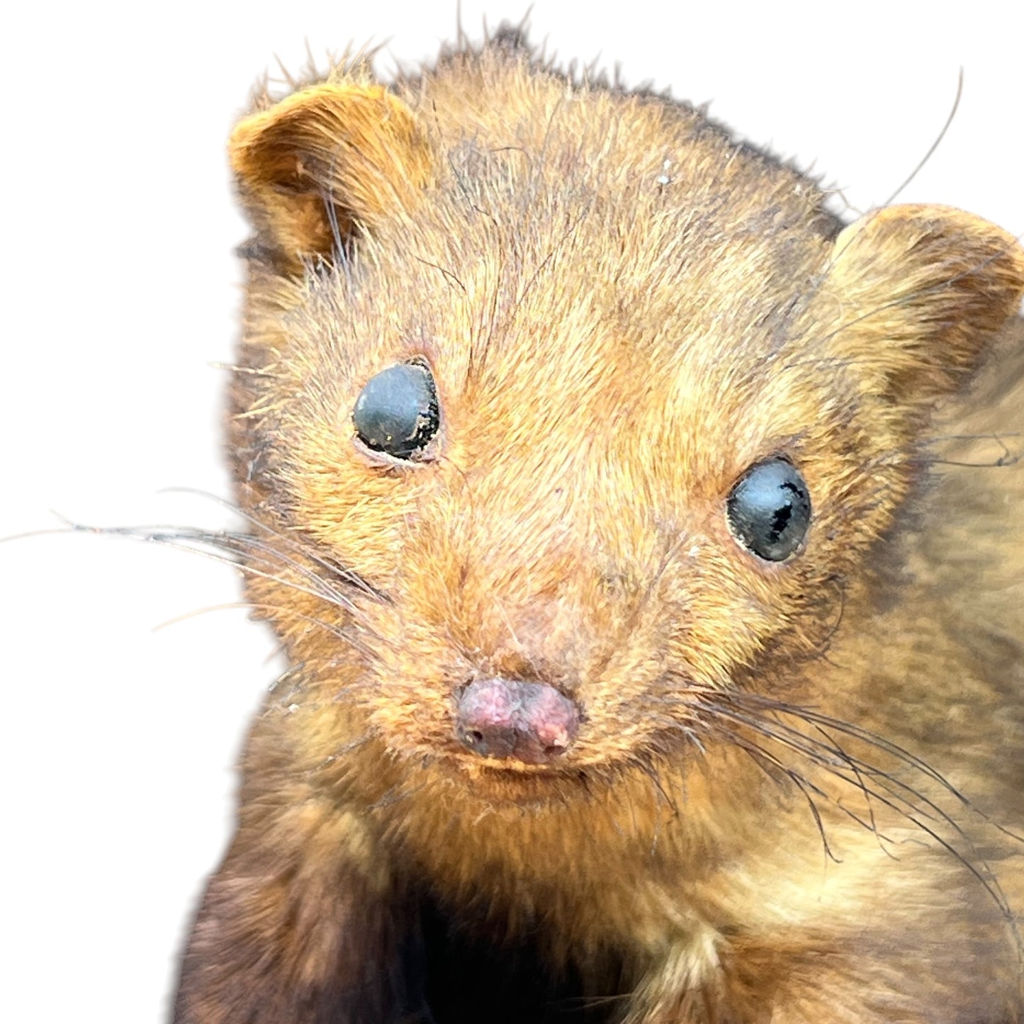 taxidermy mink head