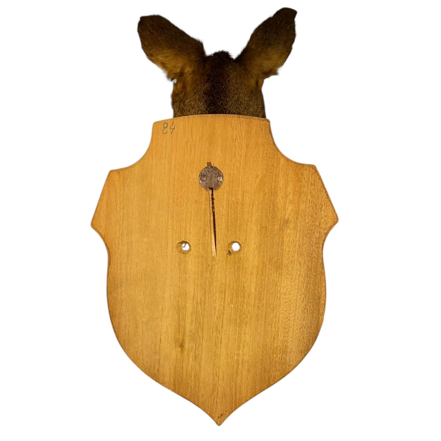 Close-up of a taxidermy deer head on a white background
