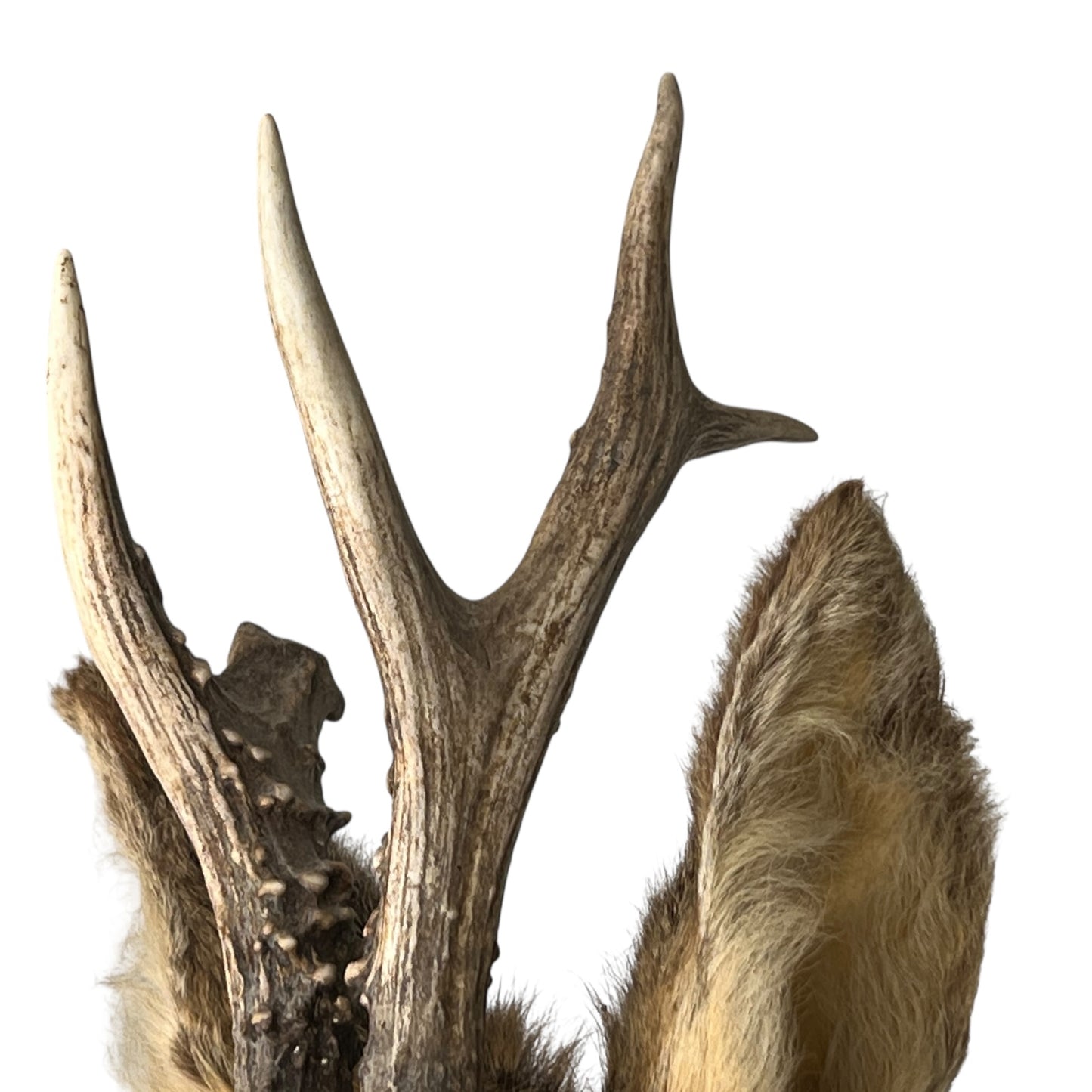 Deer antlers with fur on a white background