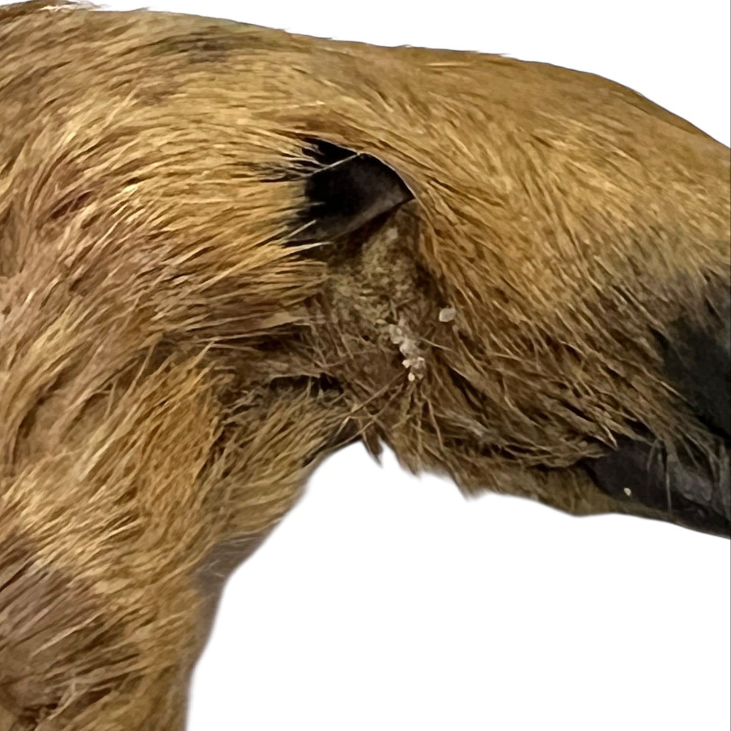 Close up of taxidermy deer hooves