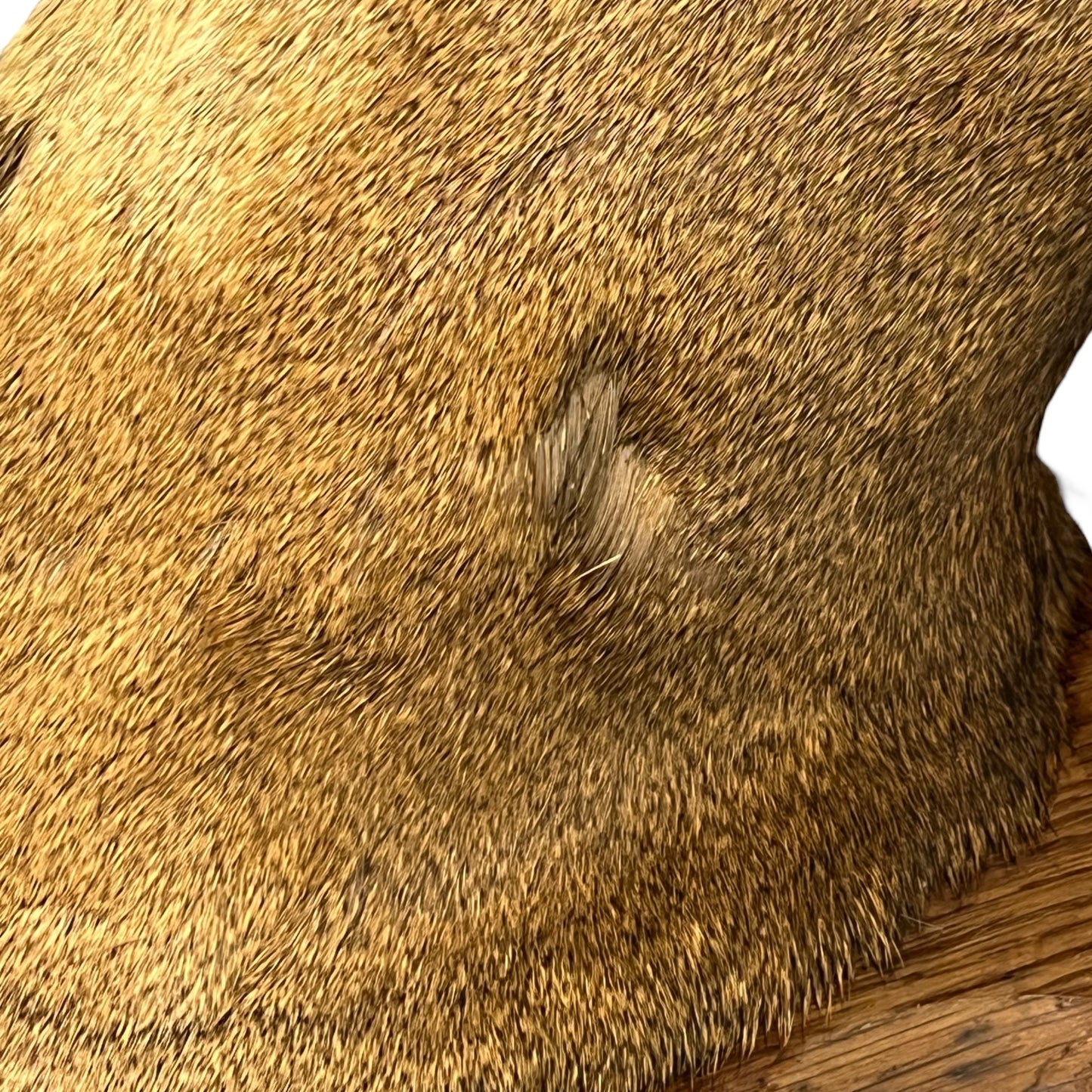 Close-up of a deer head