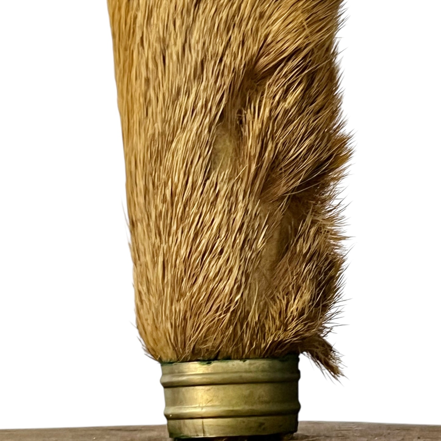 Close up of taxidermy deer hooves