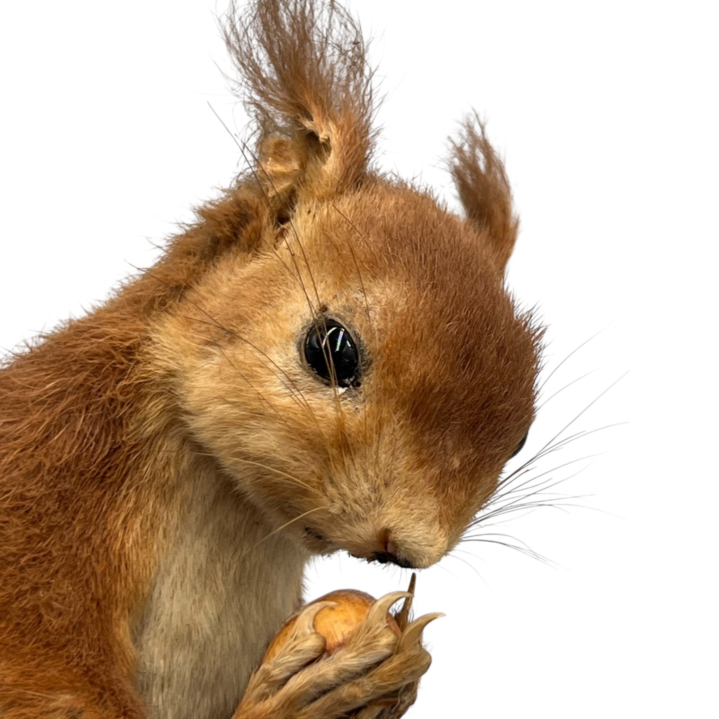 Close-up of a squirrel holding a nut on a white background