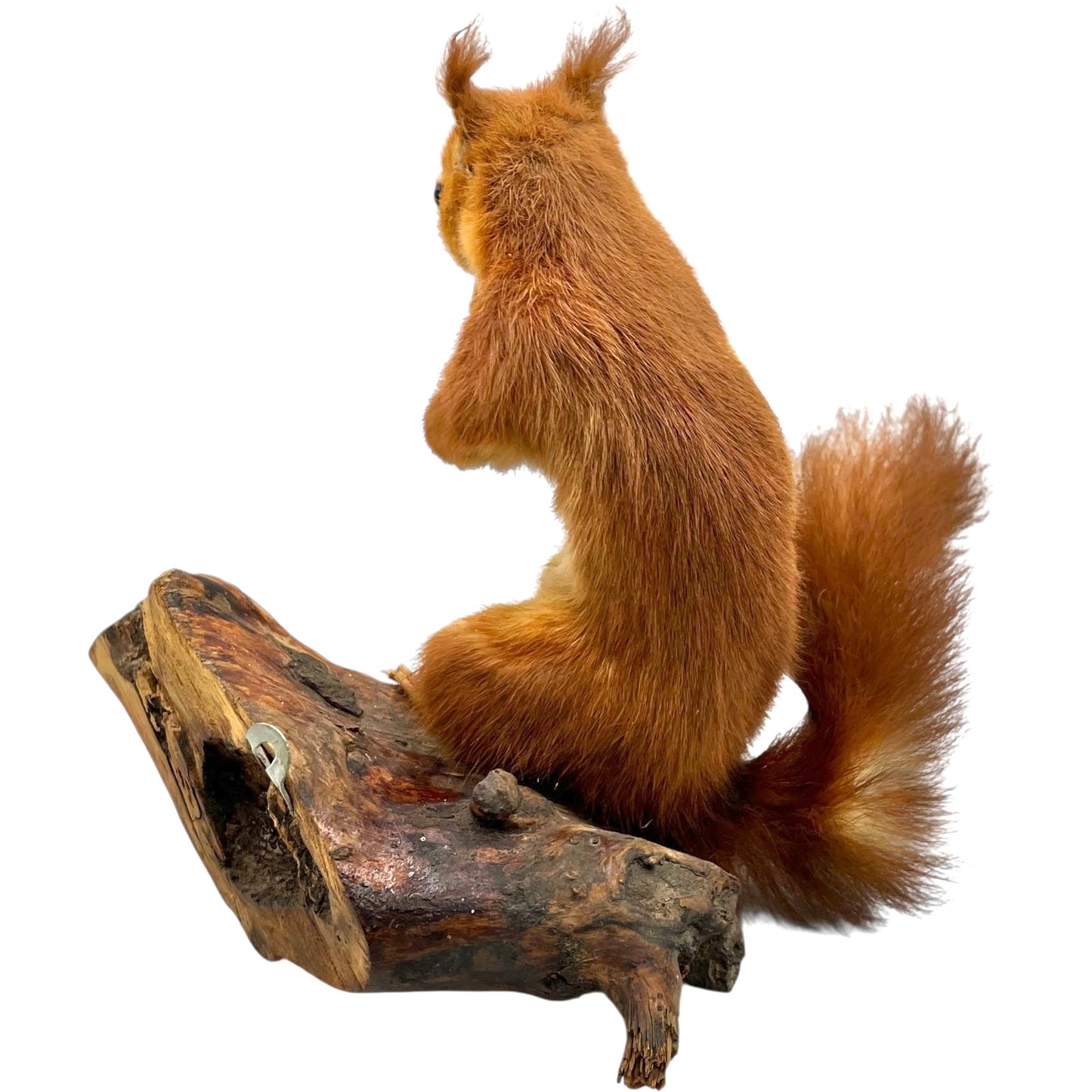 Taxidermy red squirrel on a wooden log with a white background