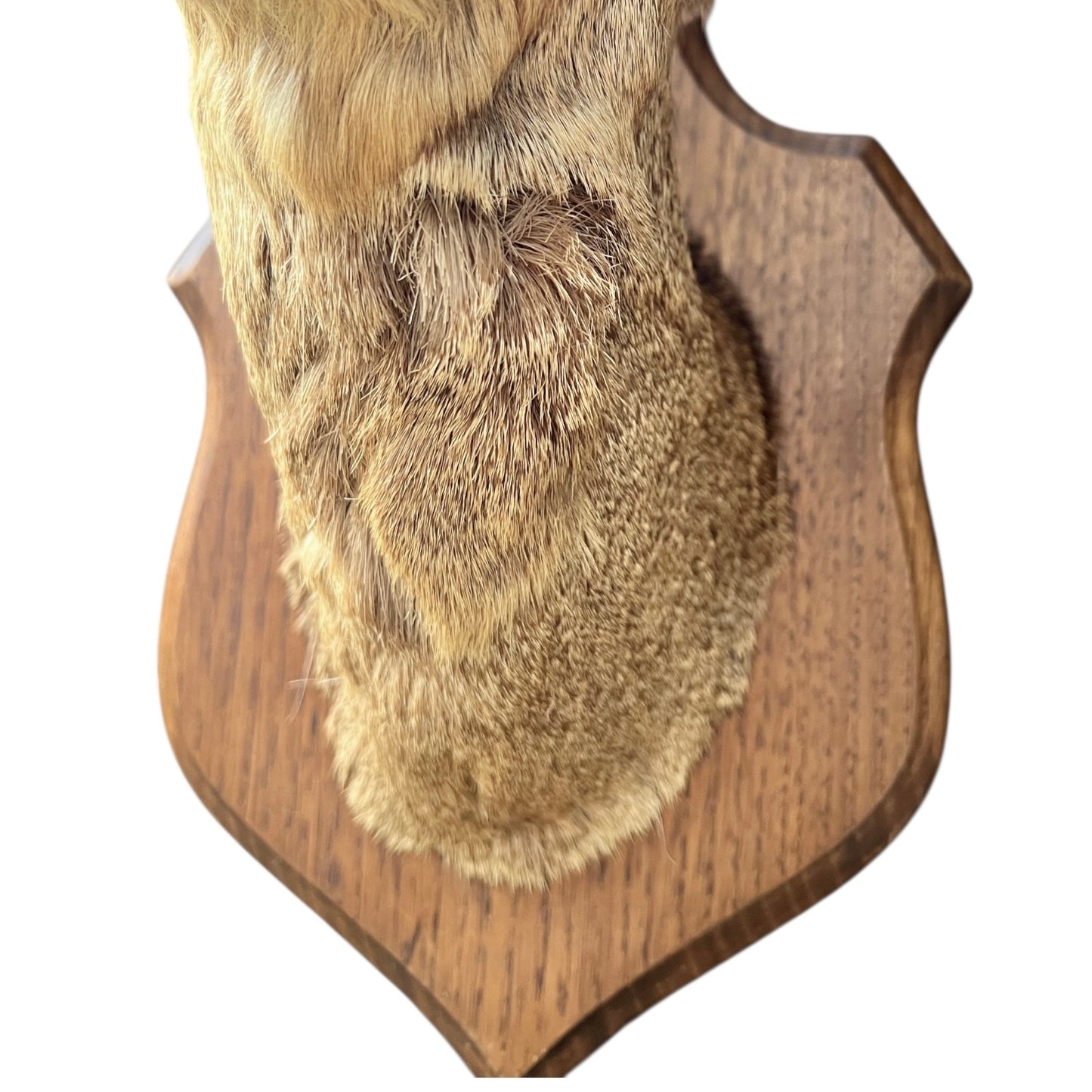 Close up of deer taxidermy head