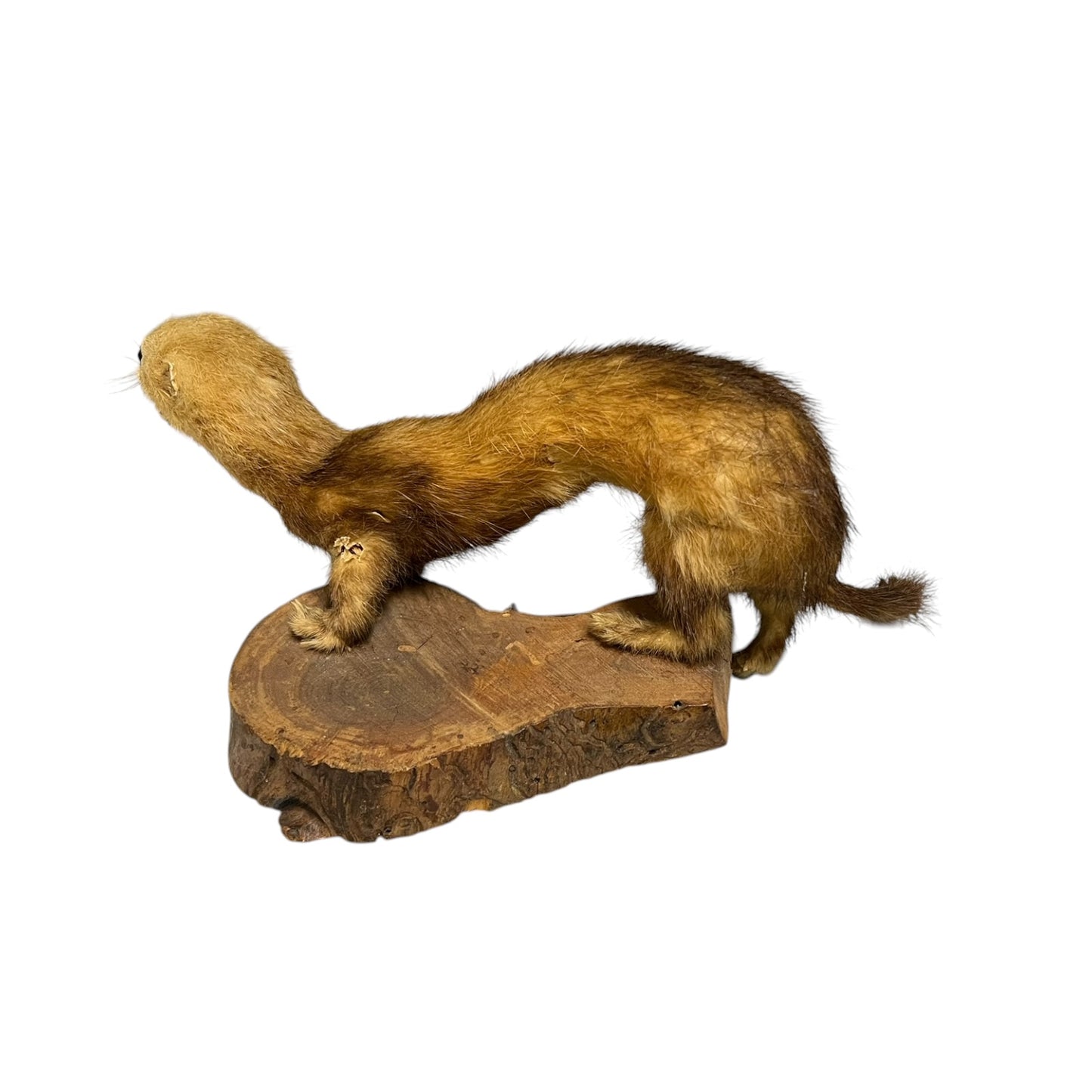 Close up of a taxidermy weasel on a white background